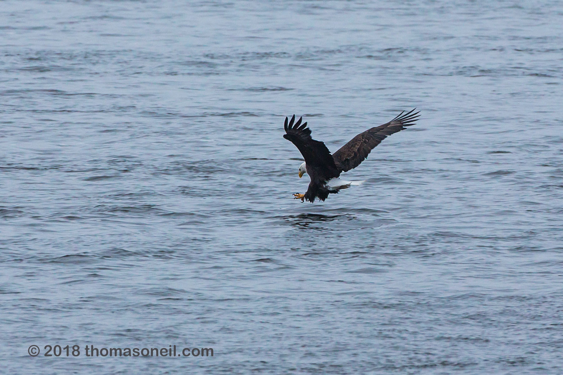 Bald eagle swooping in, Keokuk, Iowa.  Click for next photo.