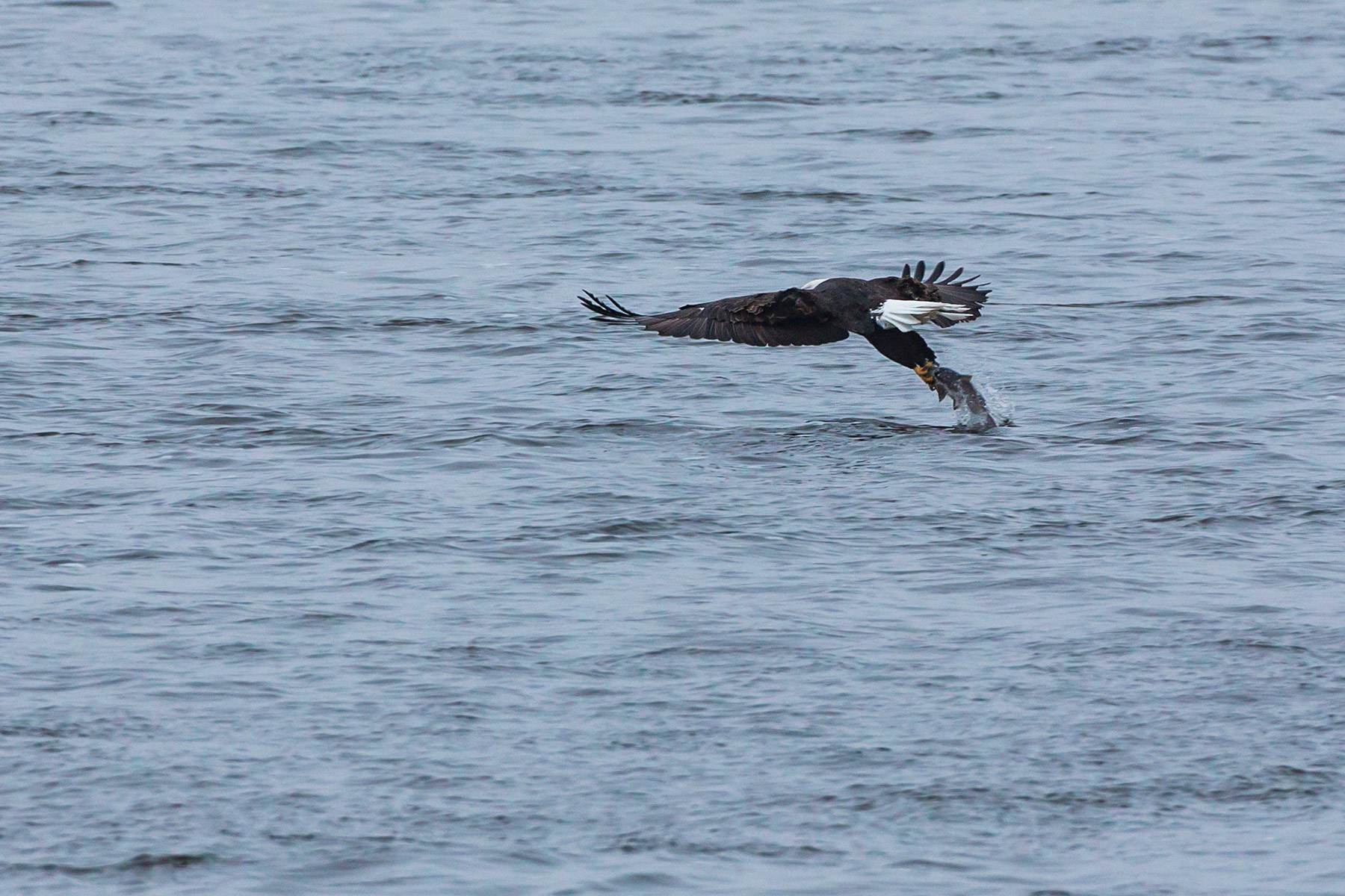 Bald eagle is successful, Keokuk, Iowa.  Click for next photo.