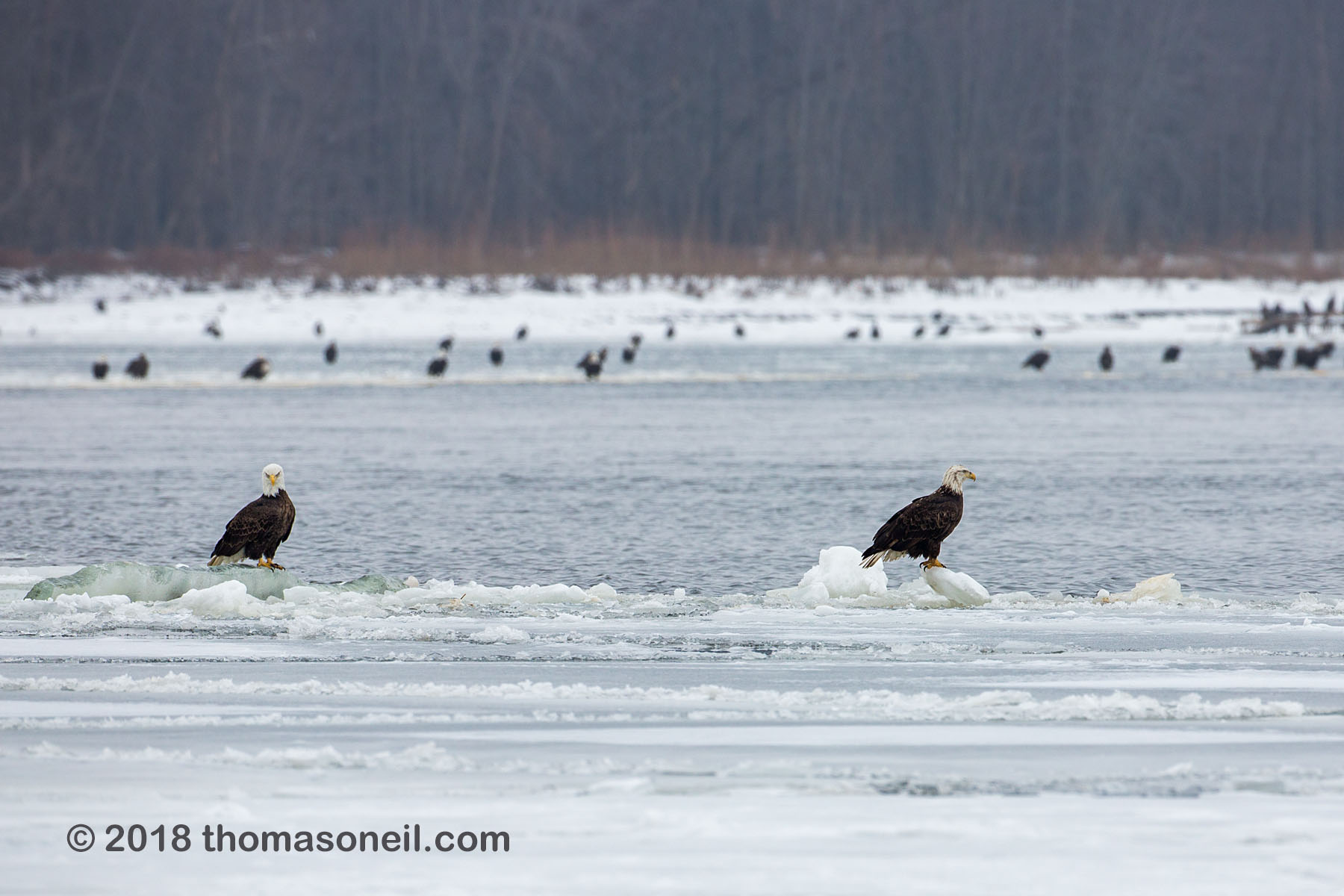 Bald eagles on the Mississippi River ice, Lock and Dam 18, Illinois.  Click for next photo.