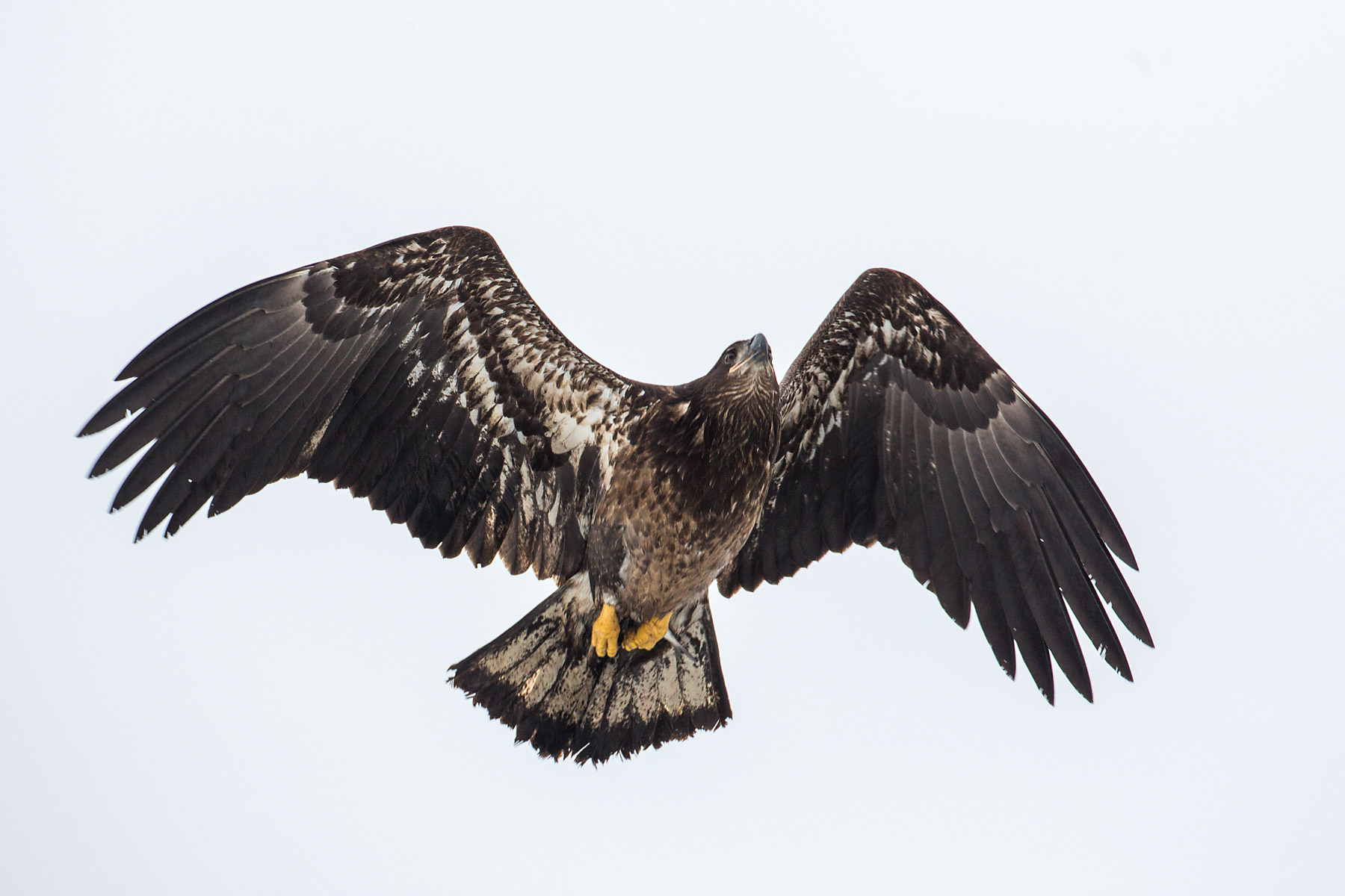 Juvenile bald eagle, Lock and Dam 18, Illinois.  Click for next photo.