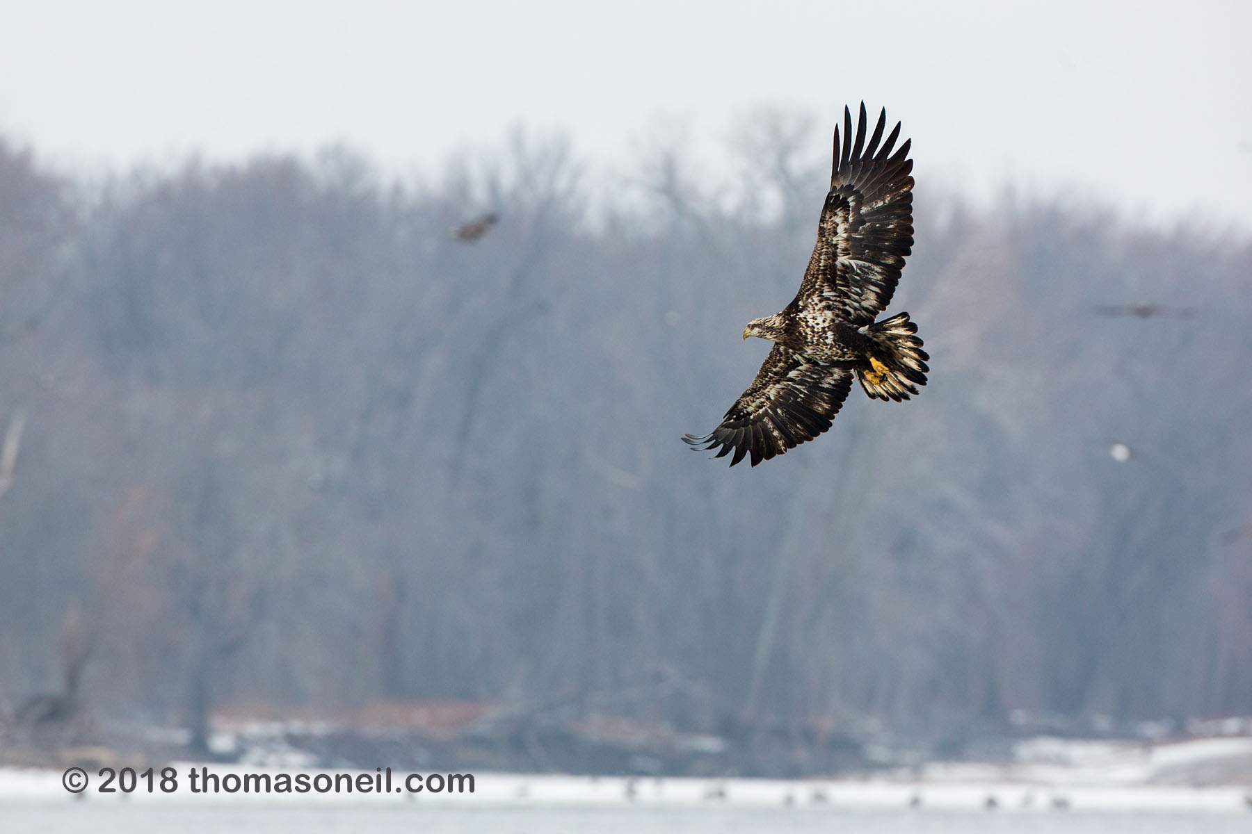 Juvenile bald eagle swings around for another try, 3 of 13 in sequence, Lock and Dam 18, Illinois.  Click for next photo.