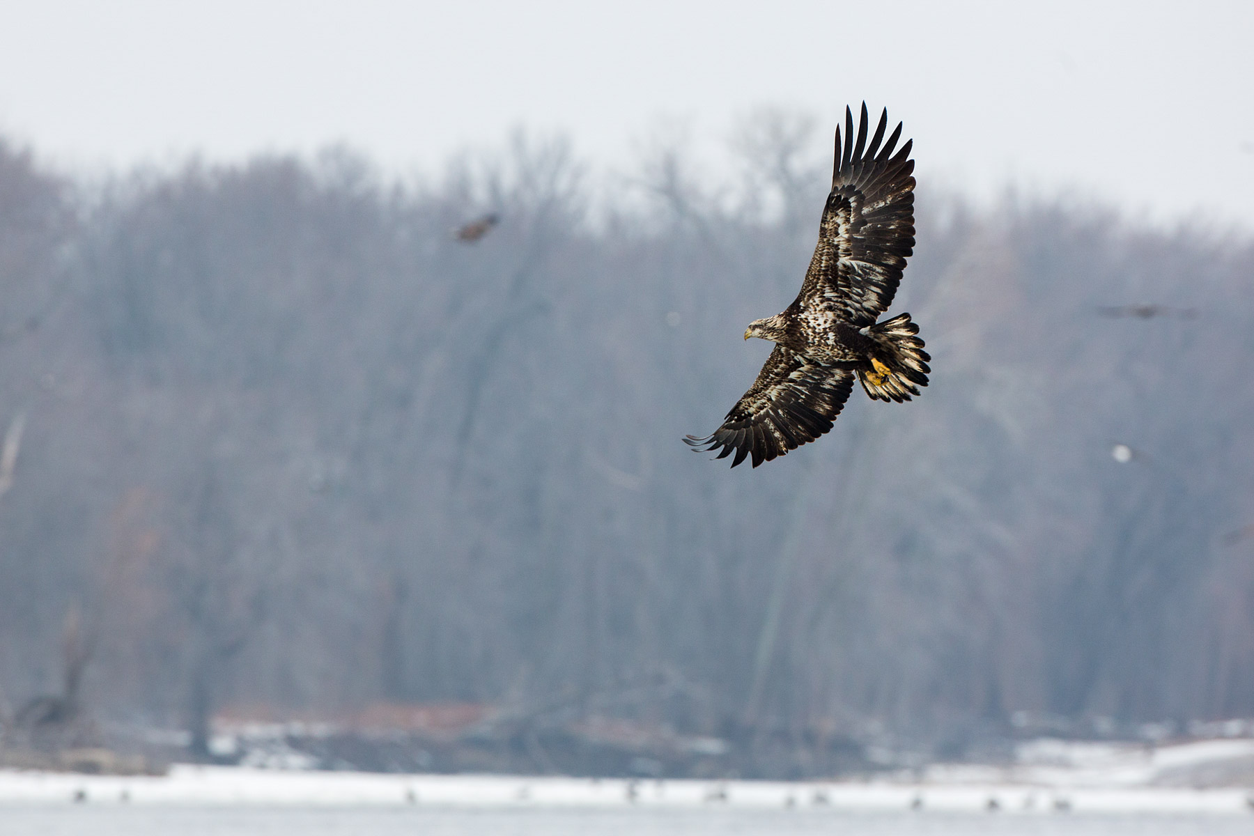 Juvenile bald eagle swings around for another try, 3 of 13 in sequence, Lock and Dam 18, Illinois.  Click for next photo.