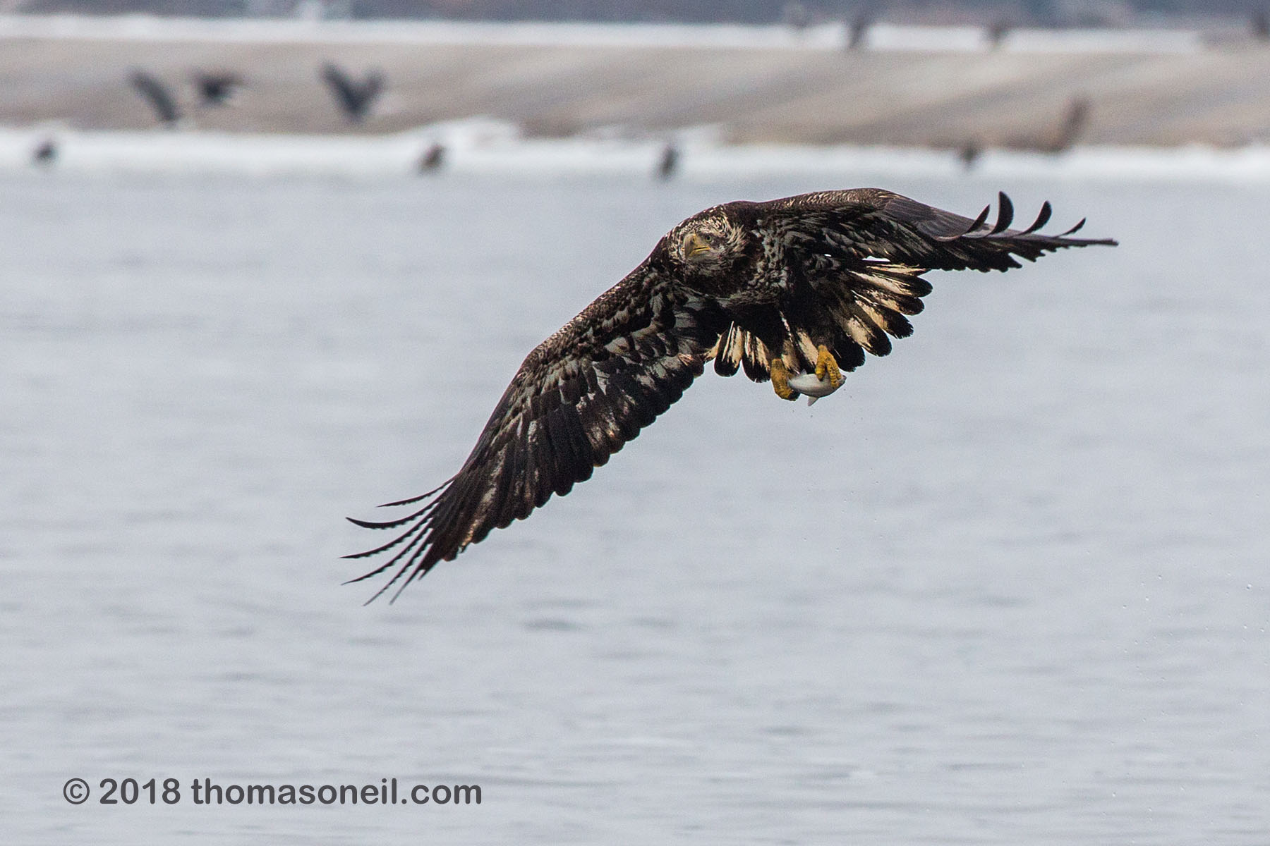 Juvenile bald eagle with fish, 9 of 13 in sequence, Lock and Dam 18, Illinois.  Click for next photo.