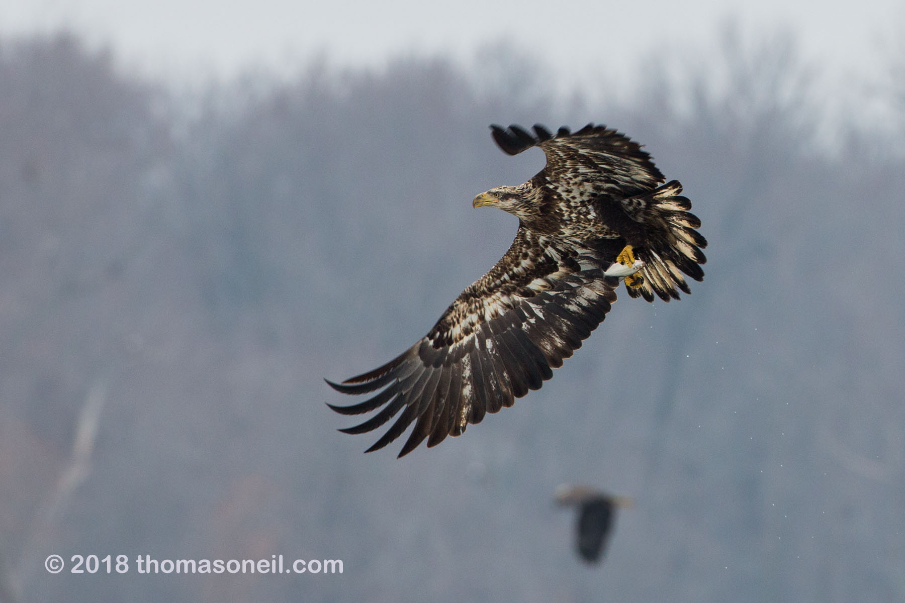 Juvenile bald eagle with fish, 11 of 13 in sequence, Lock and Dam 18, Illinois.  Click for next photo.