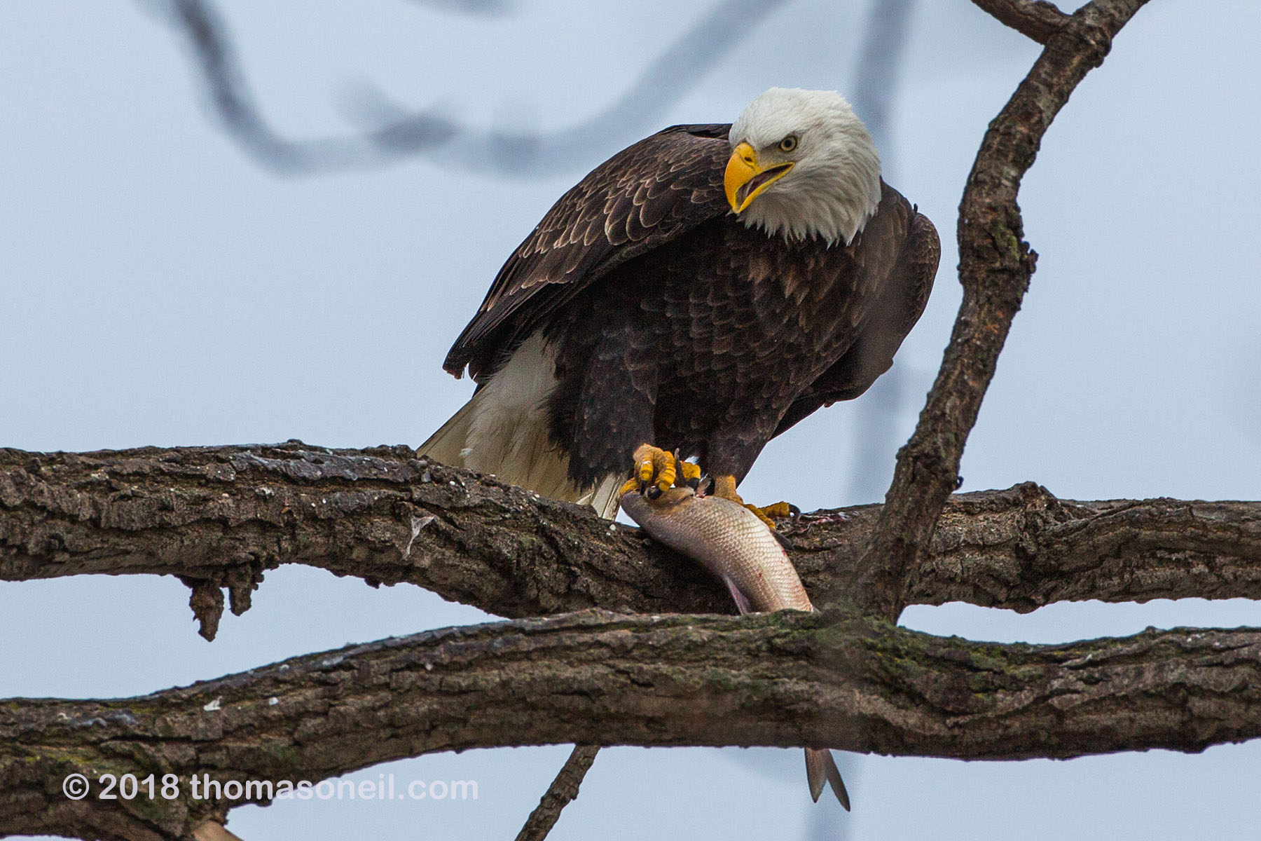 Bald eagle finds a spot to enjoy dinner, 1 of 7 in sequence, Keokuk, Iowa.  Click for next photo.