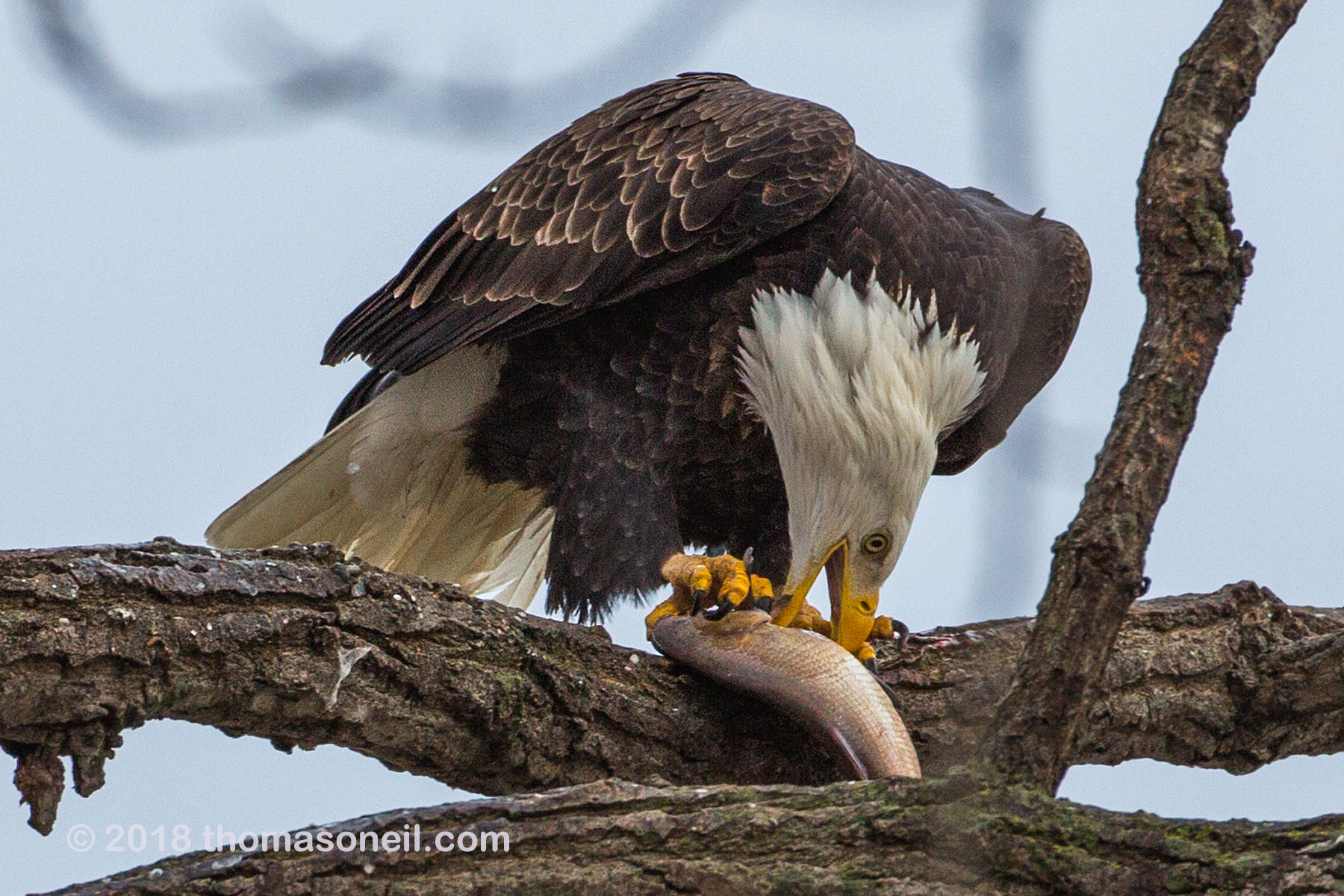 Bald eagle eating fish, 2 of 7 in sequence, Keokuk, Iowa.  Click for next photo.