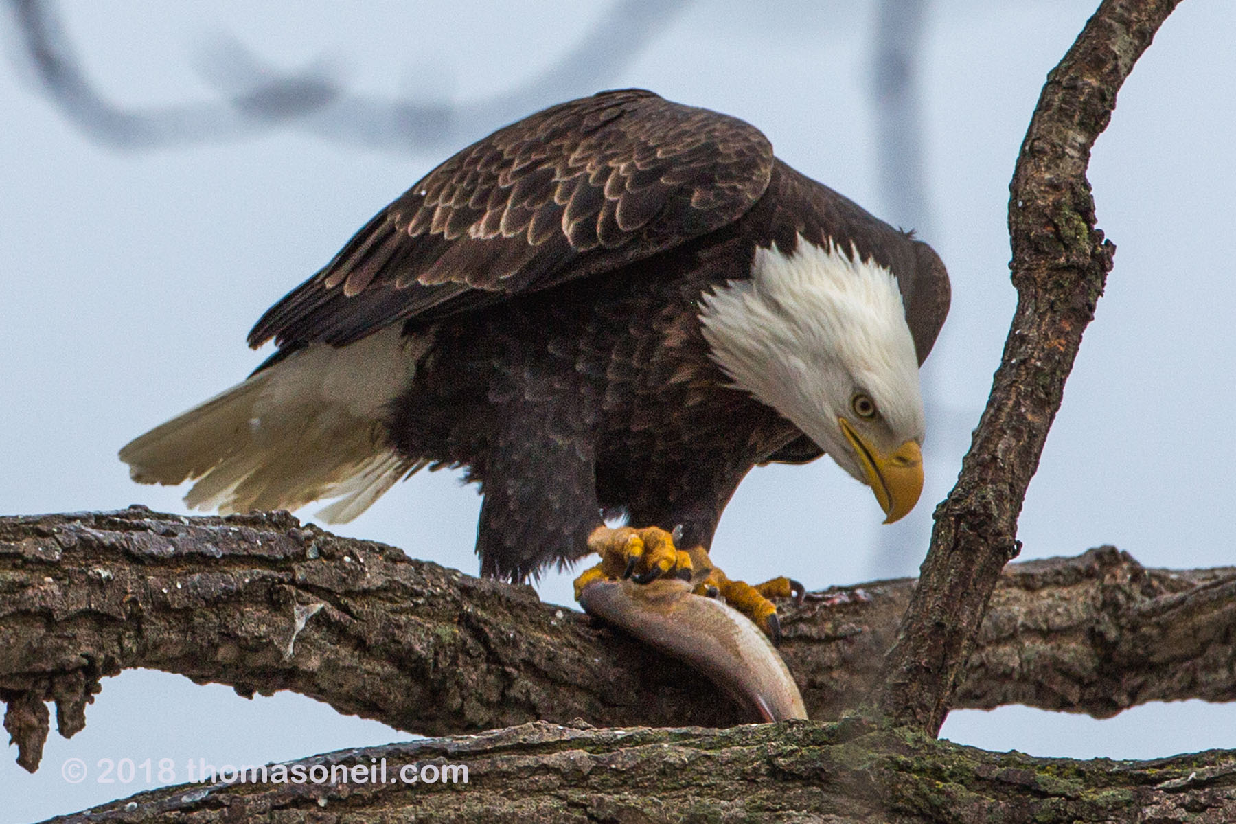 Bald eagle eating fish, 3 of 7 in sequence Keokuk, Iowa.  Click for next photo.