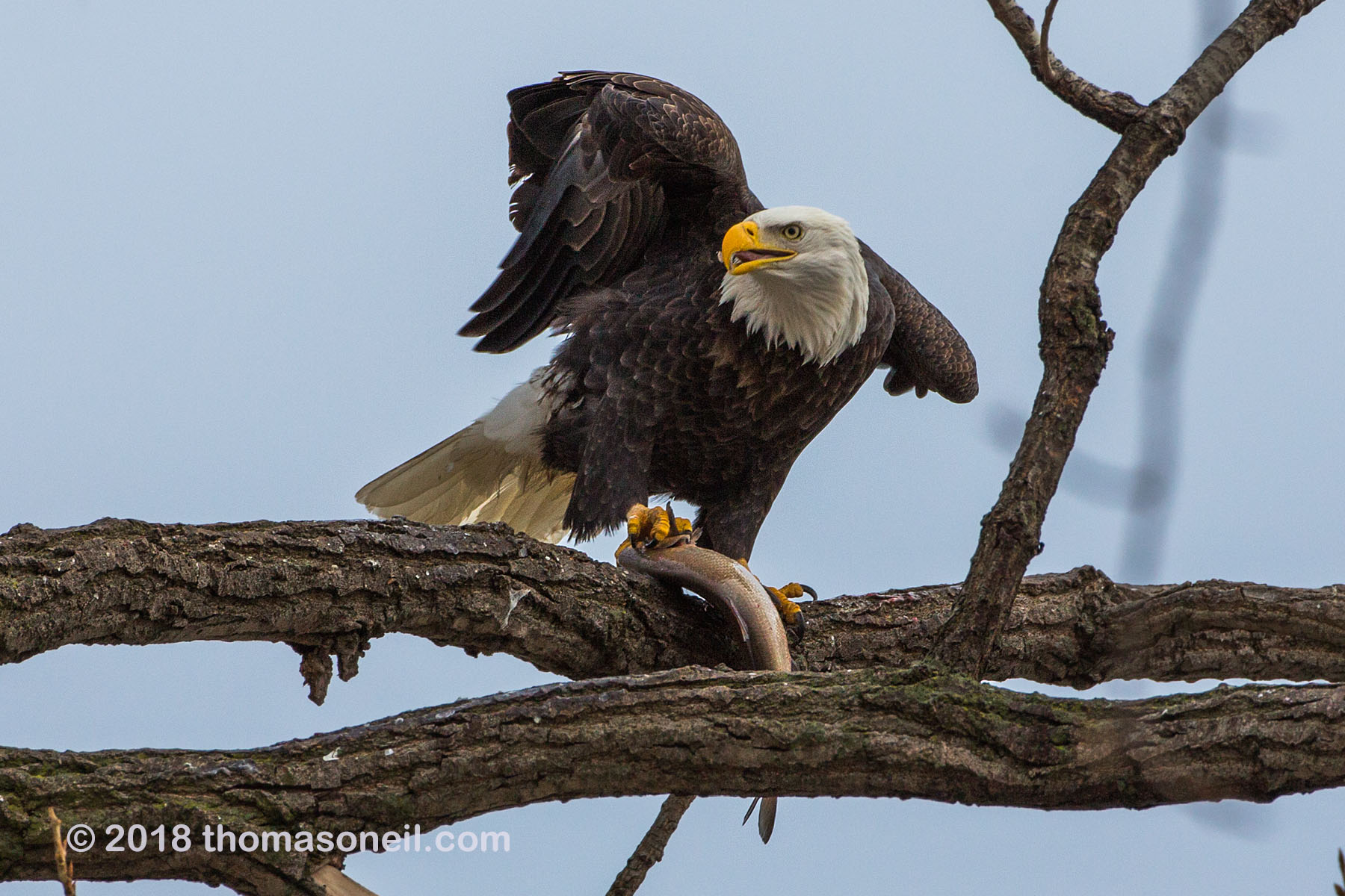 Bald eagle eating fish, 4 of 7 in sequence, Keokuk, Iowa.  Click for next photo.