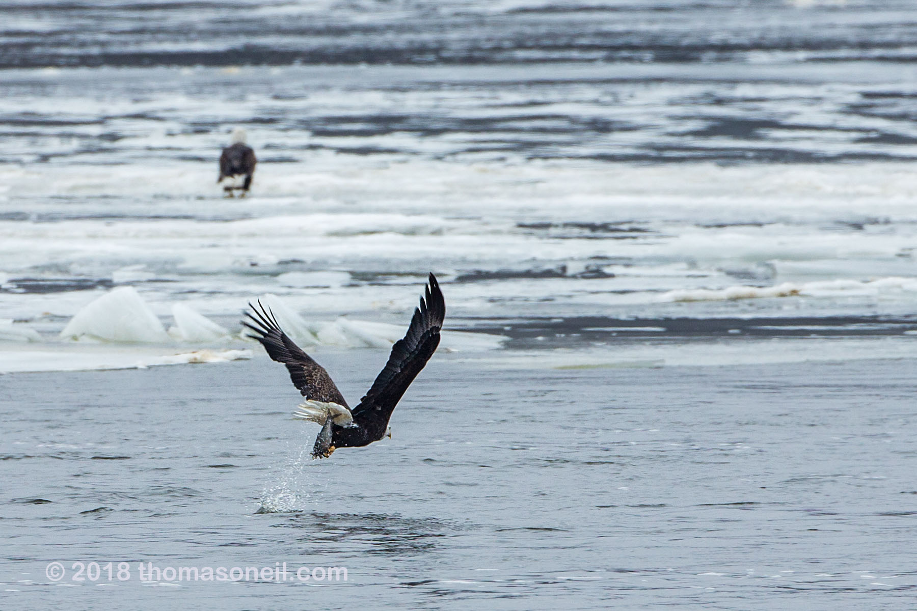 Bald eagle grabs a fish, Keokuk, Iowa.  Click for next photo.