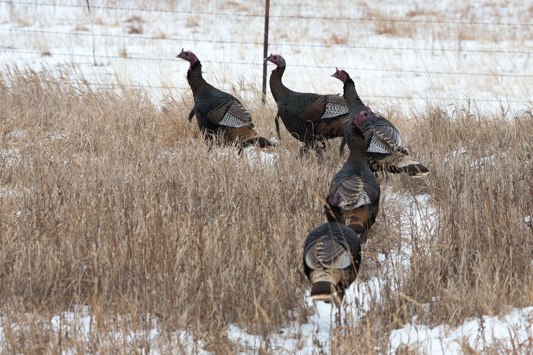 Turkeys along the road in north-central Nebraska.  Click for next photo.