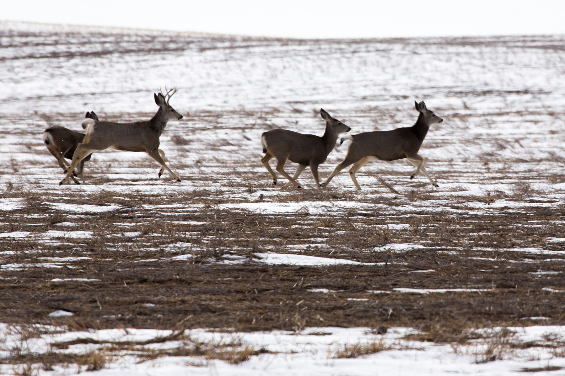 Deer racing along flats above the Badlands.  Click for next photo.