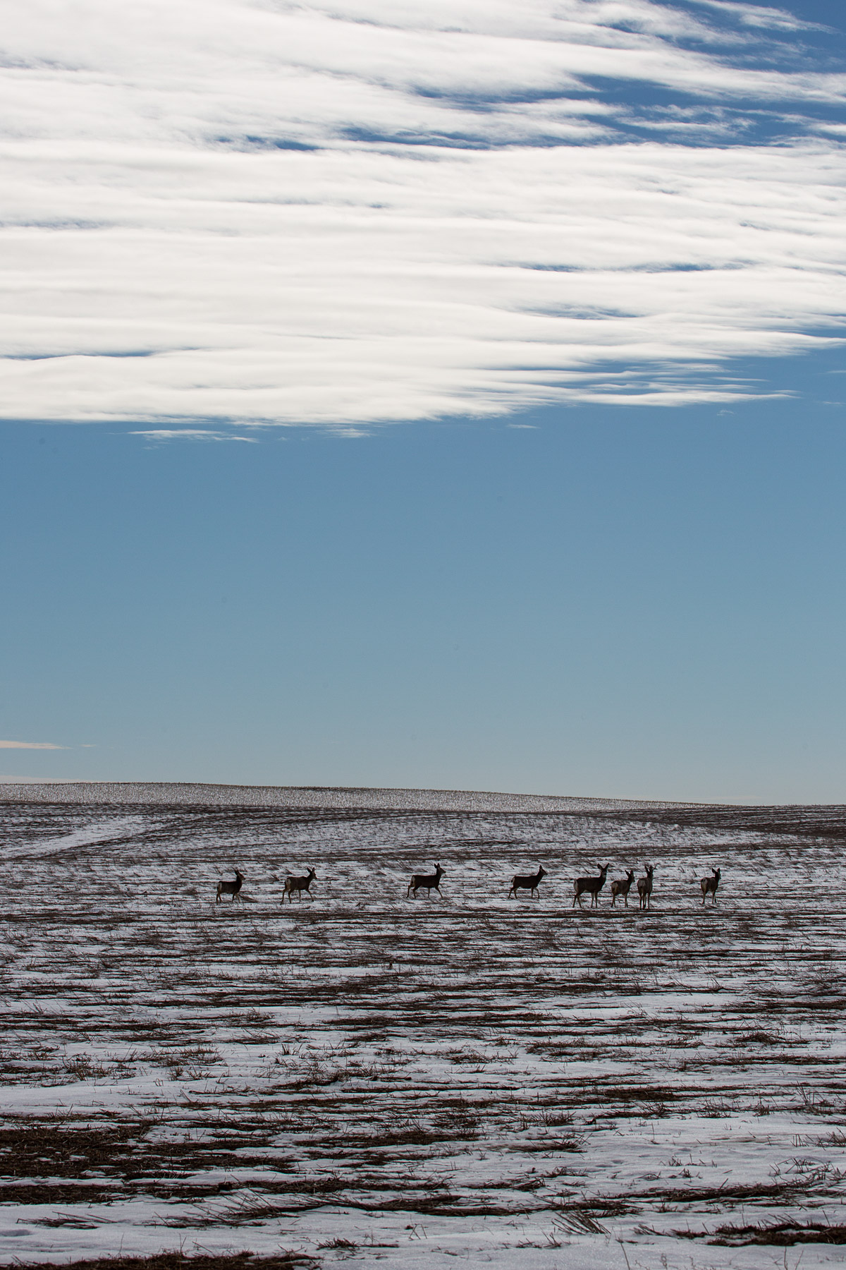 Deer in the Badlands.  Click for next photo.