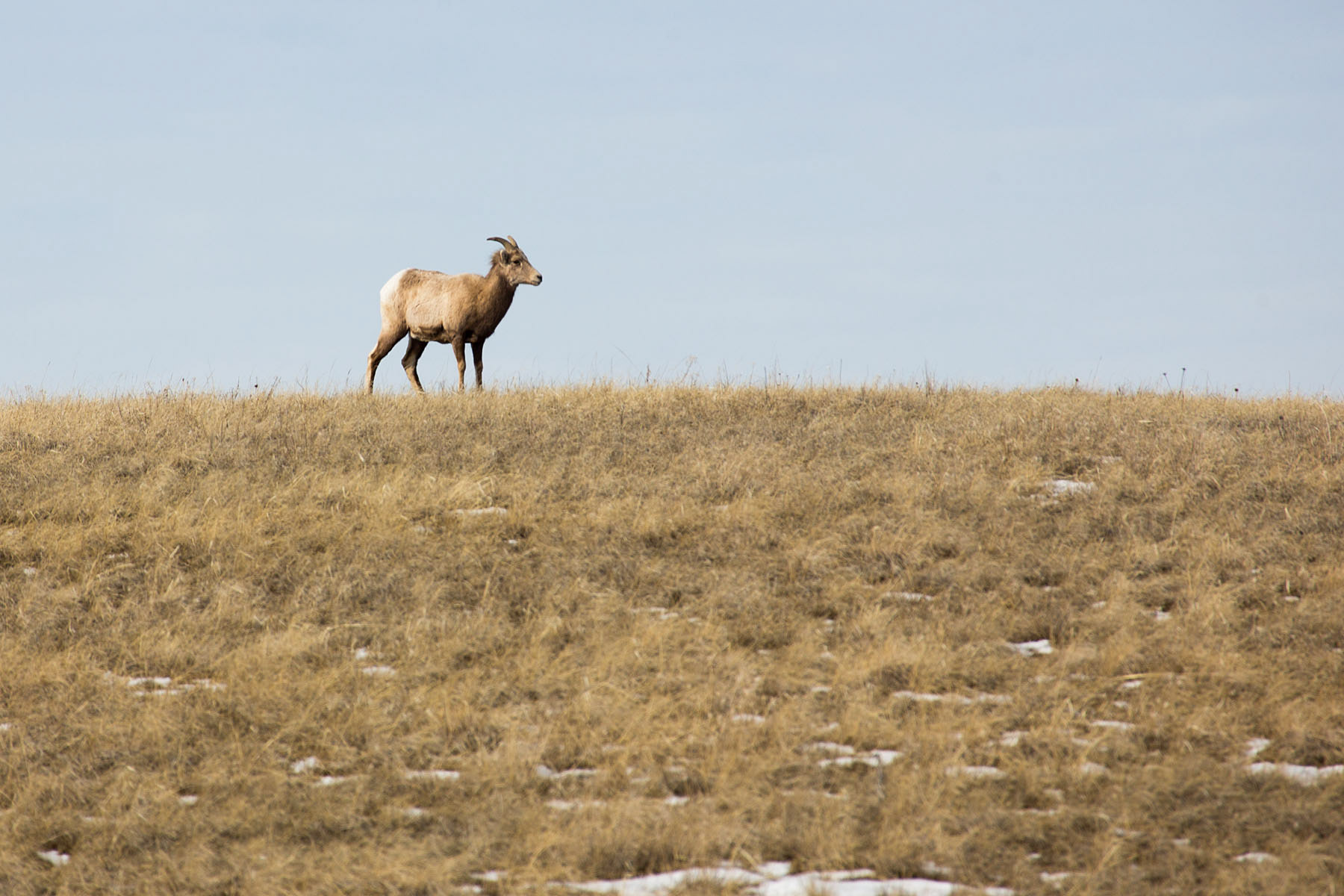 Bighorn ewe, Badlands National Park.  Click for next photo.