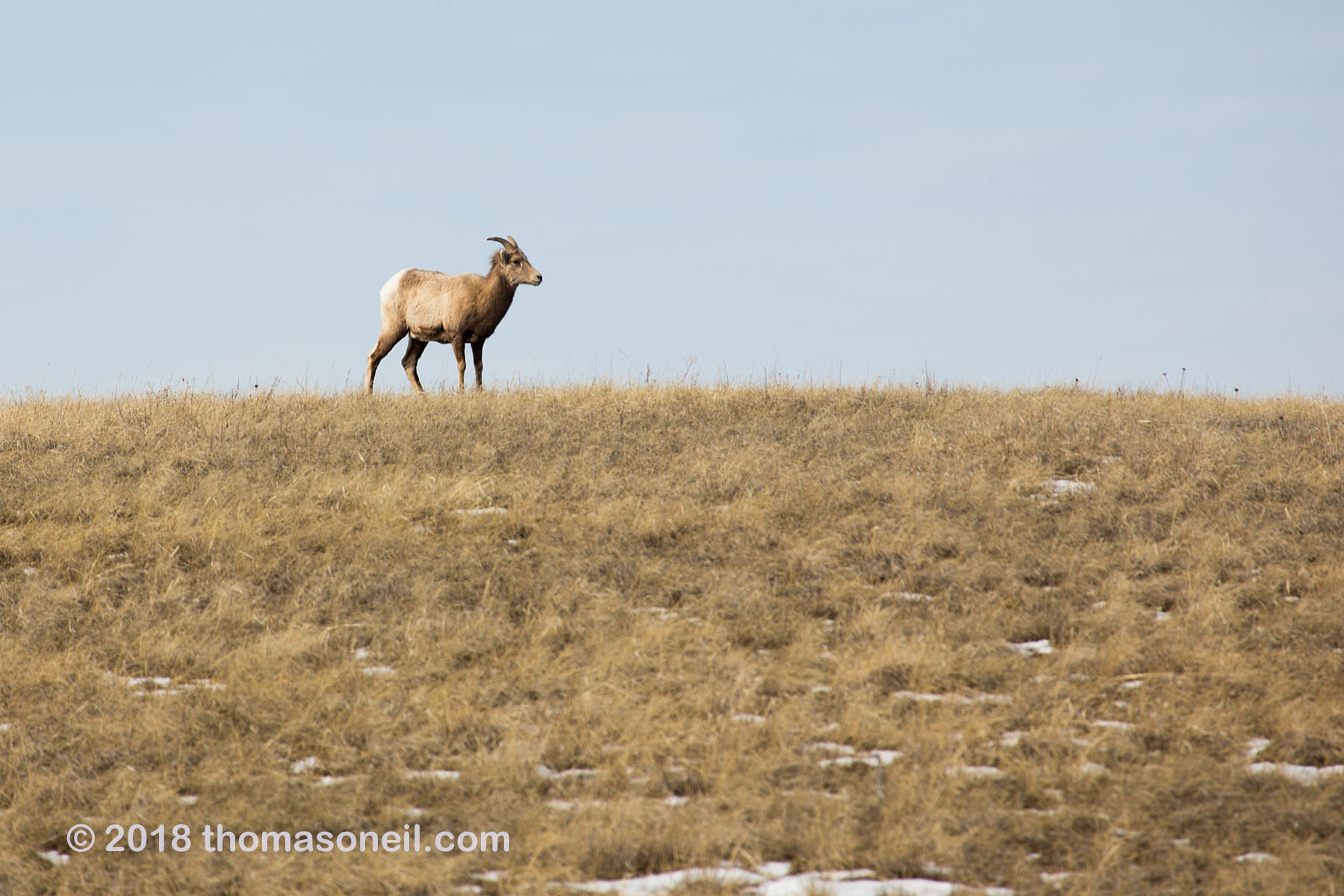 Bighorn ewe, Badlands National Park.  Click for next photo.