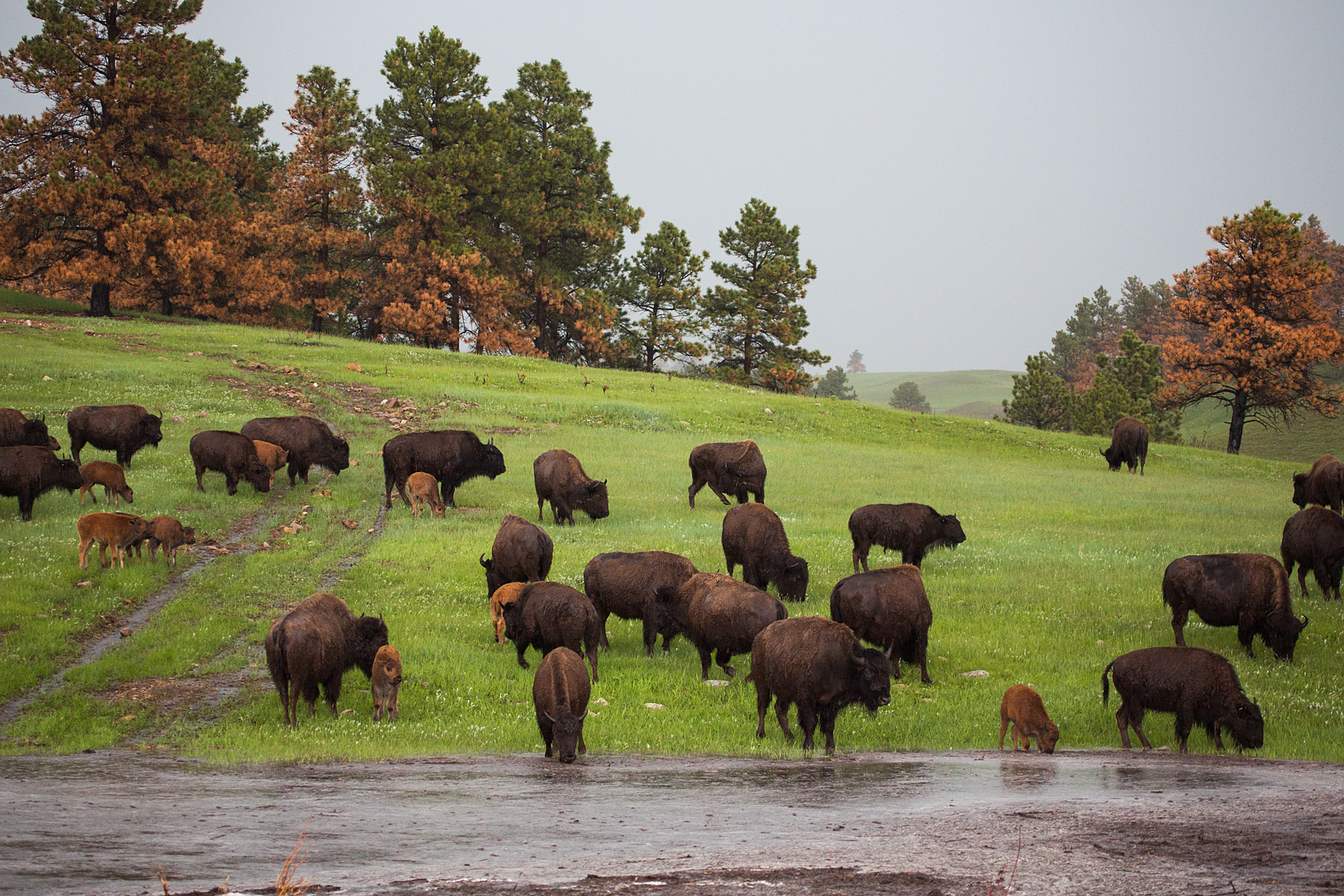 Bison endure a downpour, Custer State Park.  Click for next photo.