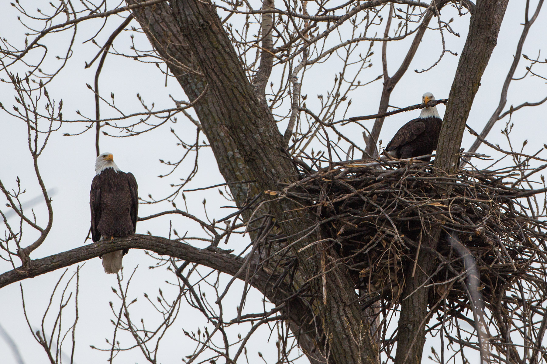 Bald eagles in nest, Loess Bluffs National Wildlife Refuge, Missouri.  Click for next photo.