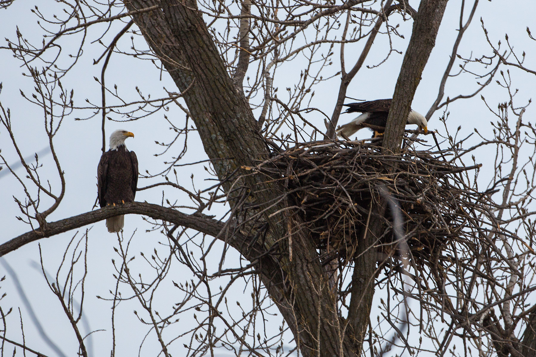 Bald eagles in nest, Loess Bluffs National Wildlife Refuge, Missouri.  Click for next photo.