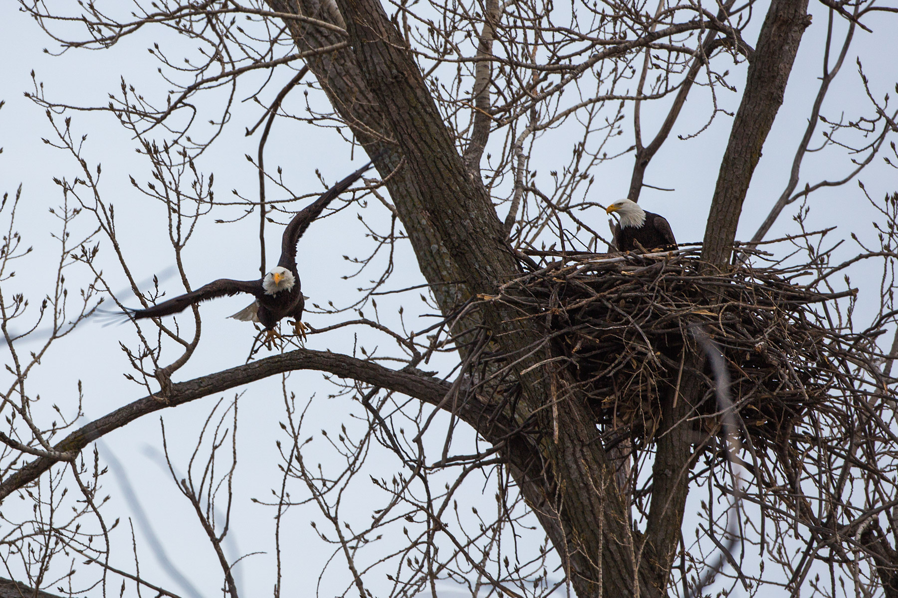 Bald eagles in nest, Loess Bluffs National Wildlife Refuge, Missouri.  Click for next photo.