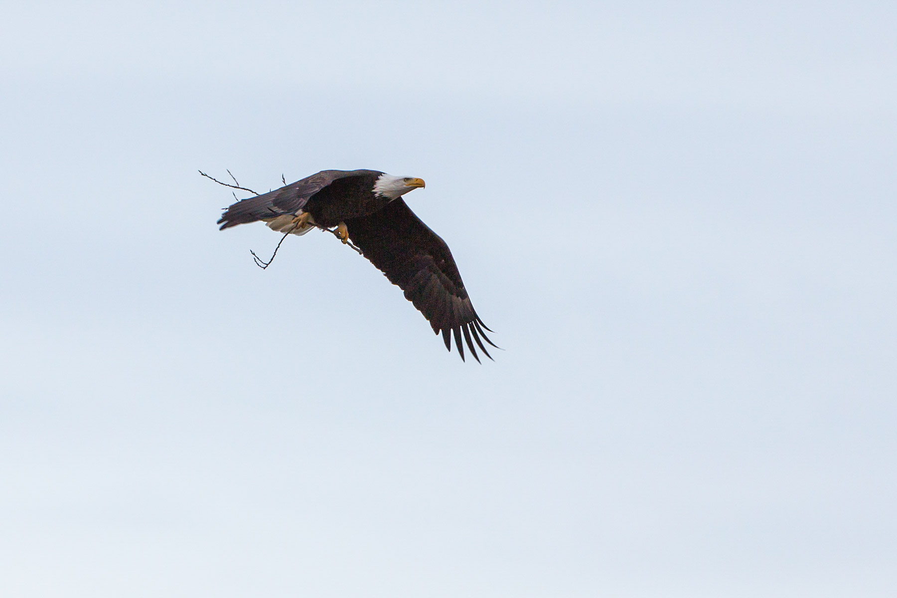 Bald eagle gathering nesting material, Loess Bluffs National Wildlife Refuge, Missouri.  Click for next photo.