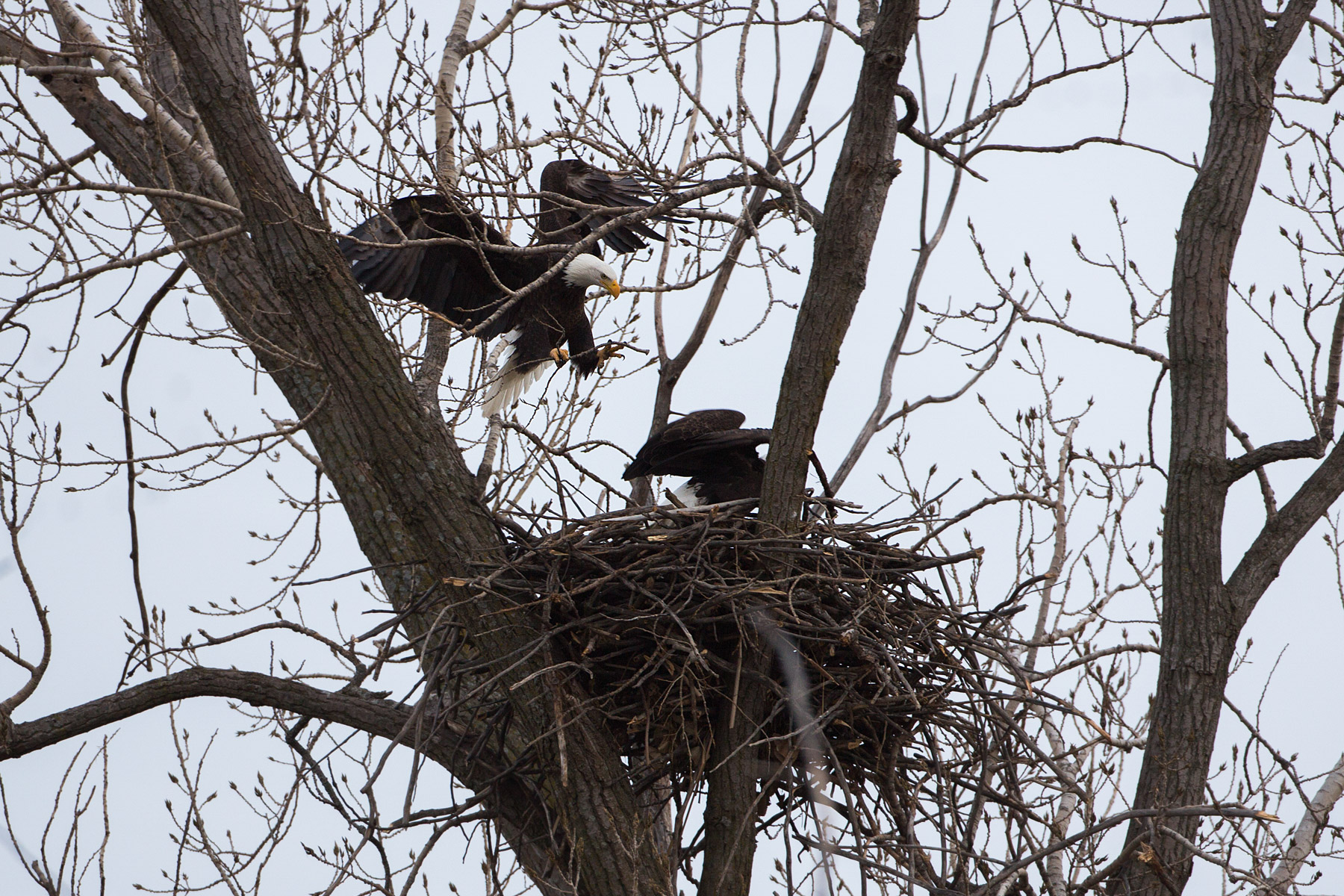 Bald eagle returning to the nest, Loess Bluffs National Wildlife Refuge, Missouri.  Click for next photo.