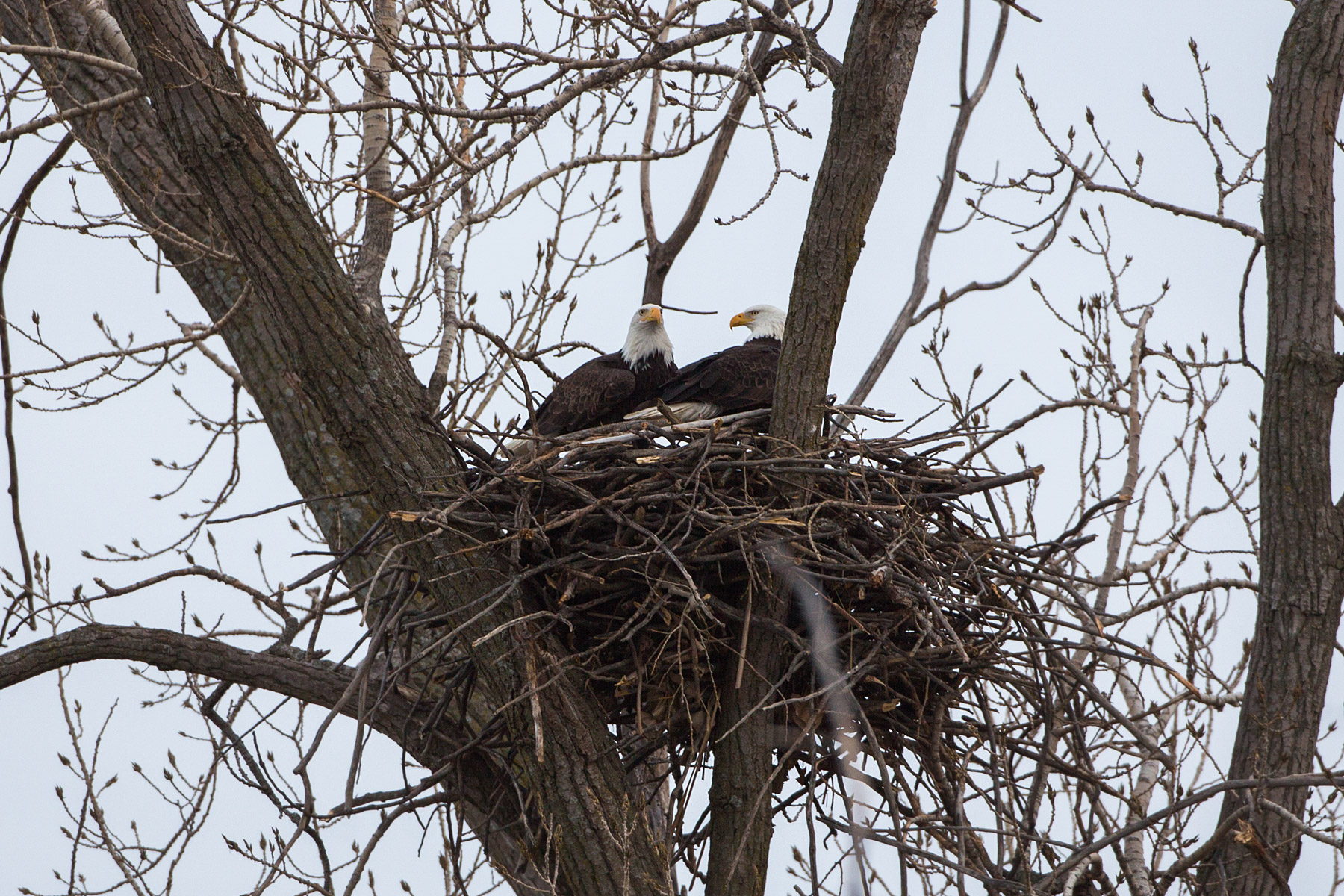 Bald eagles in nest, Loess Bluffs National Wildlife Refuge, Missouri.  Click for next photo.