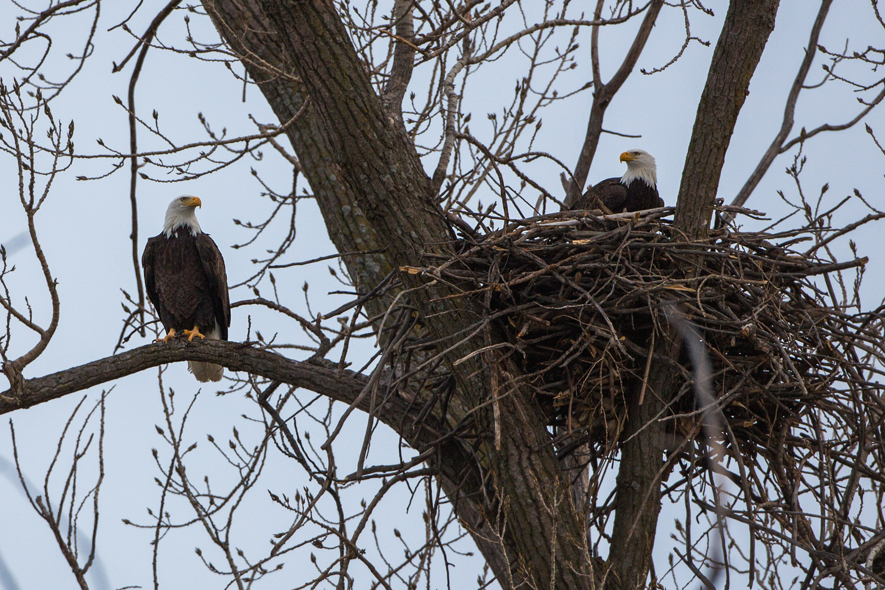 Bald eagles in nest, Loess Bluffs National Wildlife Refuge, Missouri.  Click for next photo.