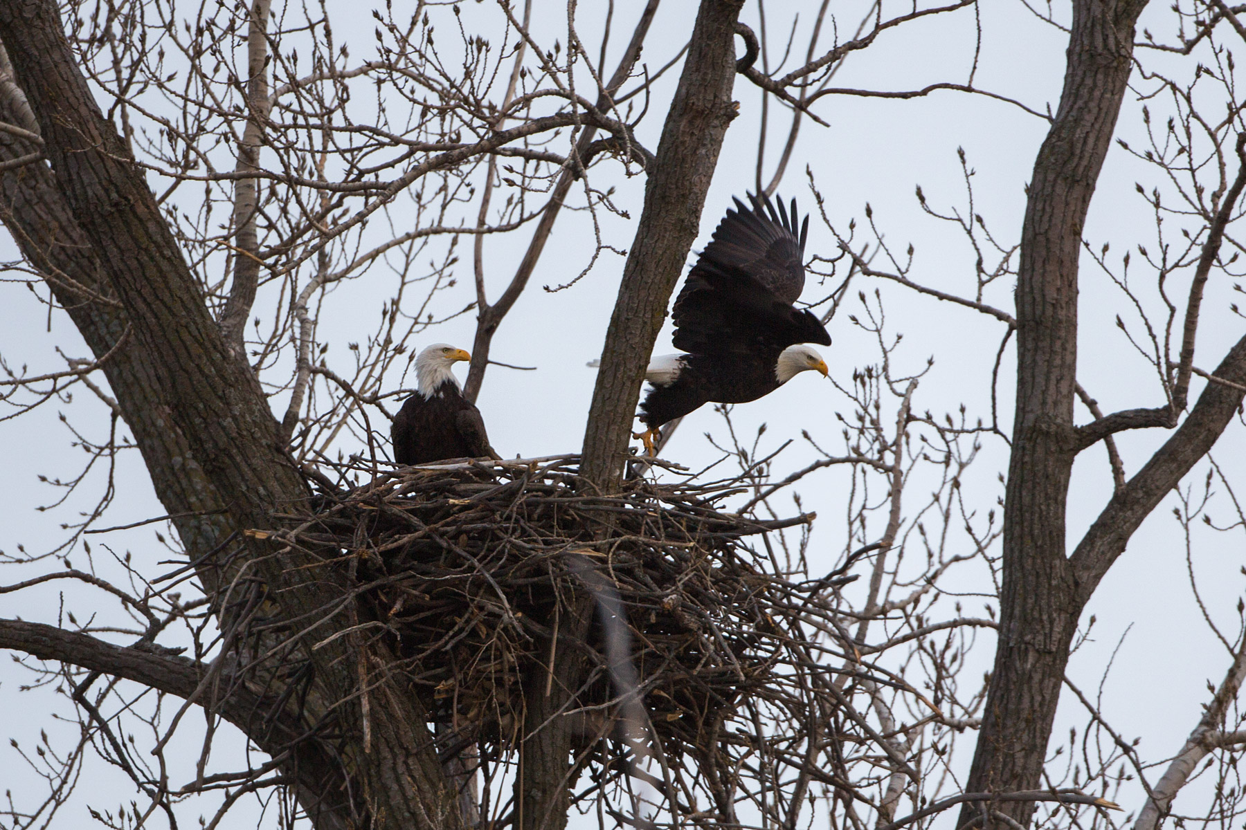 Bald eagle leaving the nest, Loess Bluffs National Wildlife Refuge, Missouri.  Click for next photo.