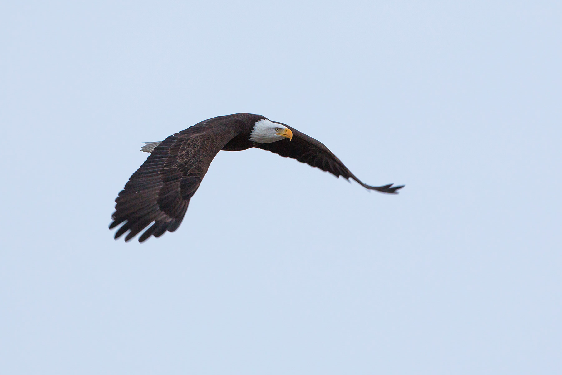 Bald eagle, Loess Bluffs National Wildlife Refuge, Missouri.  Click for next photo.