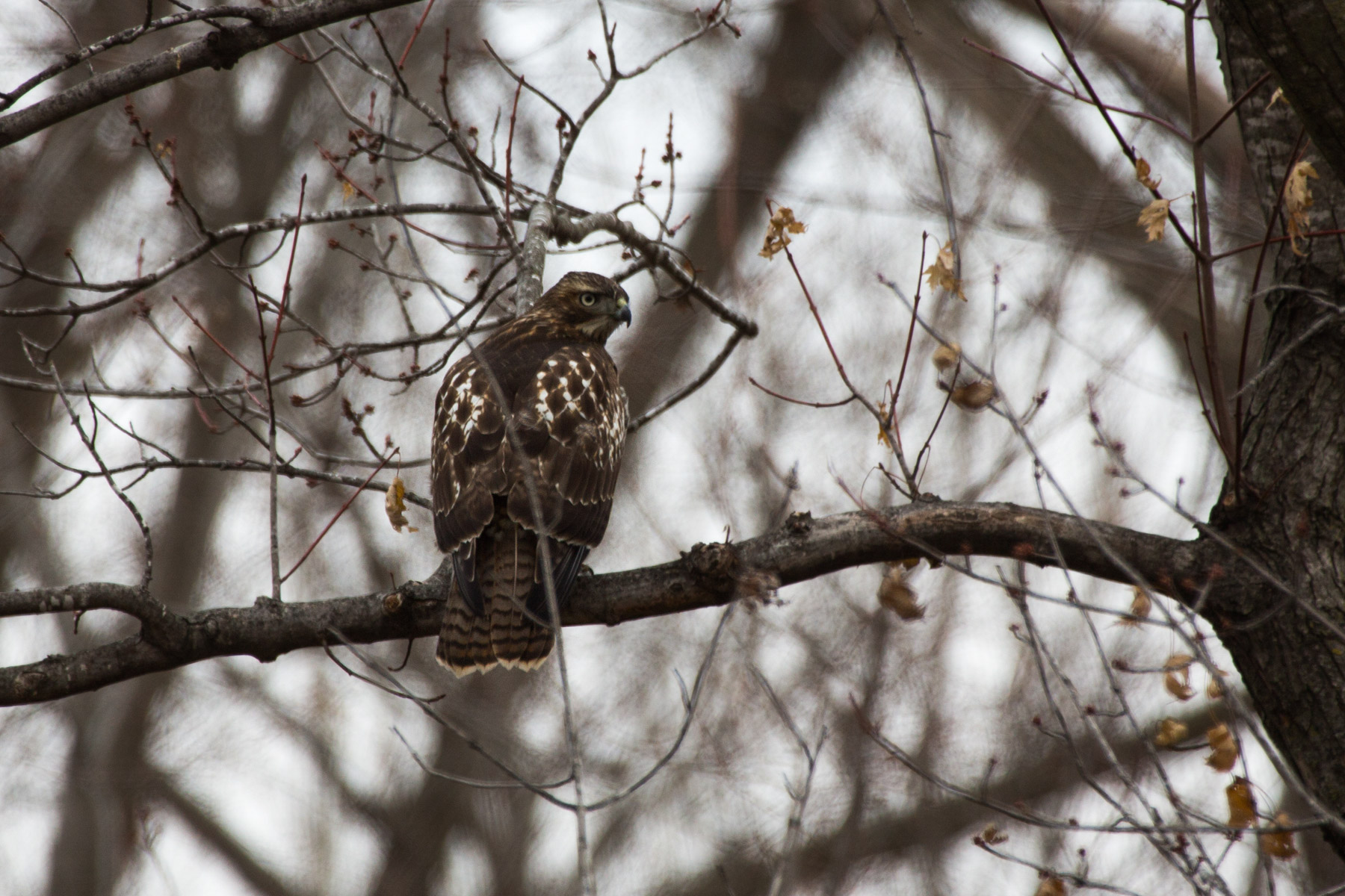 Hawk, perhaps a red-tail even though the red isnt evident here, Loess Bluffs National Wildlife Refuge, Missouri.  Click for next photo.