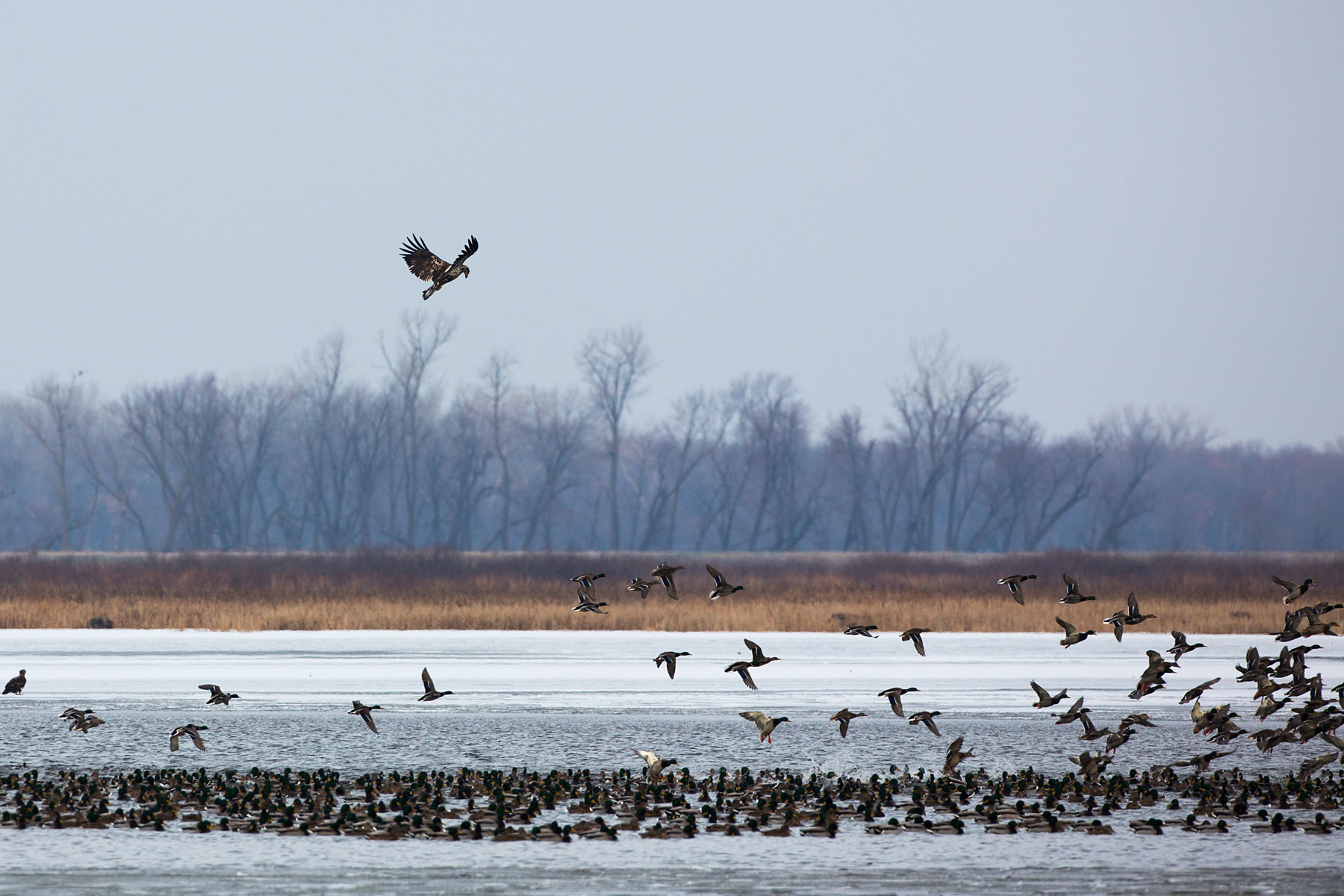 Bald eagle trying to stir up the ducks, Loess Bluffs National Wildlife Refuge, Missouri.  Click for next photo.