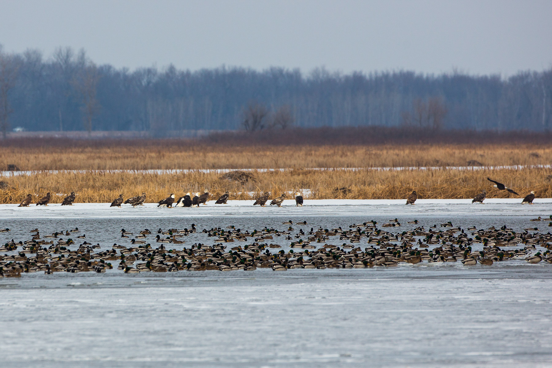 About 20 bald eagles on the ice keeping an eye on the ducks, Loess Bluffs National Wildlife Refuge, Missouri.  Click for next photo.