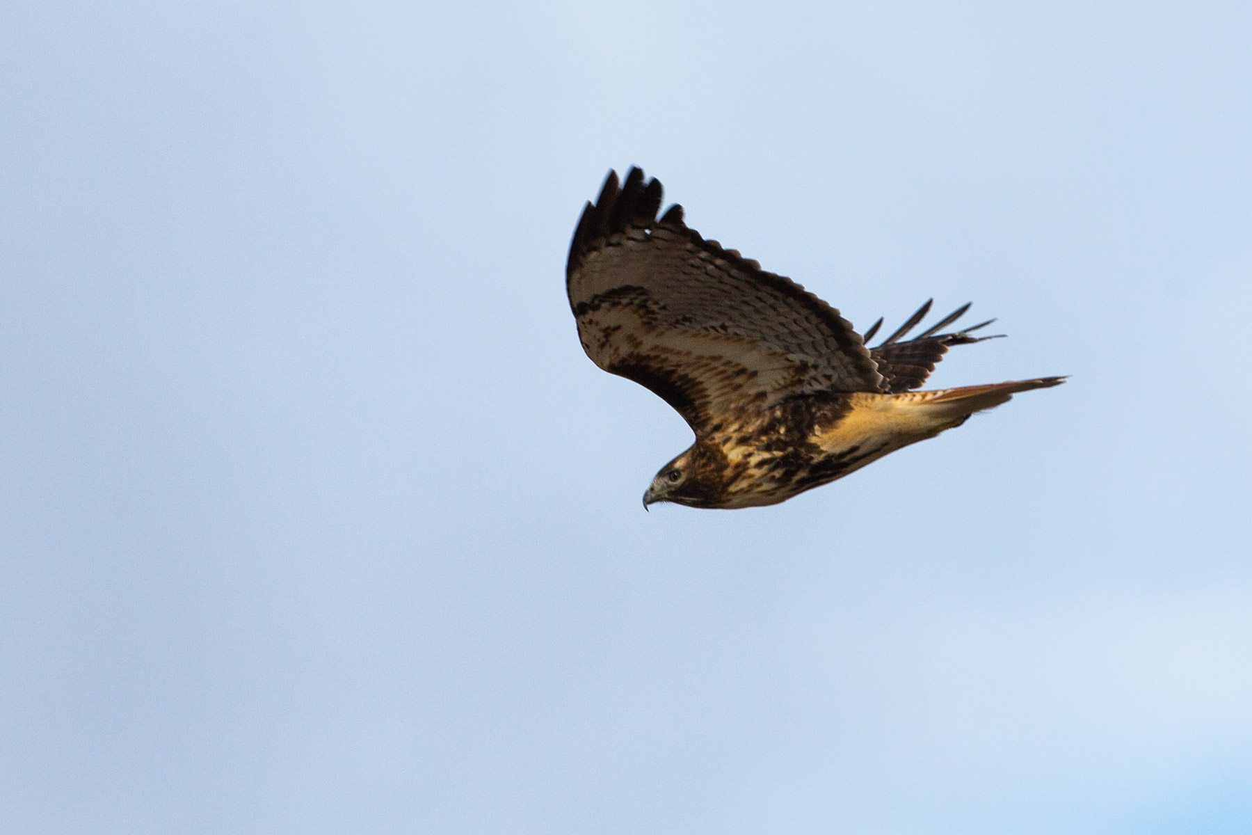 Hawk, perhaps a red-tail, Loess Bluffs National Wildlife Refuge, Missouri.  Click for next photo.