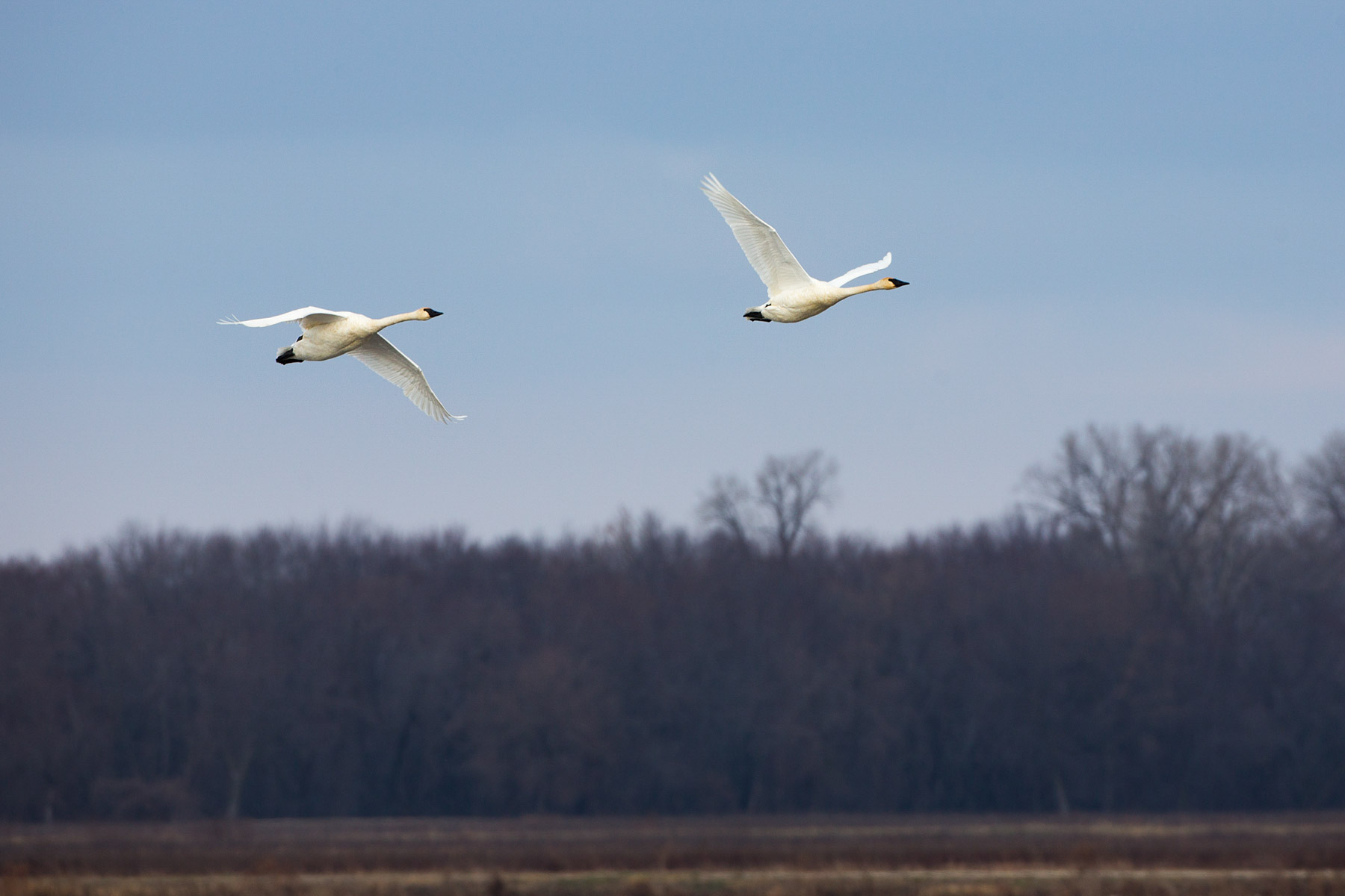 Trumpeter swans, Loess Bluffs National Wildlife Refuge, Missouri.  Click for next photo.