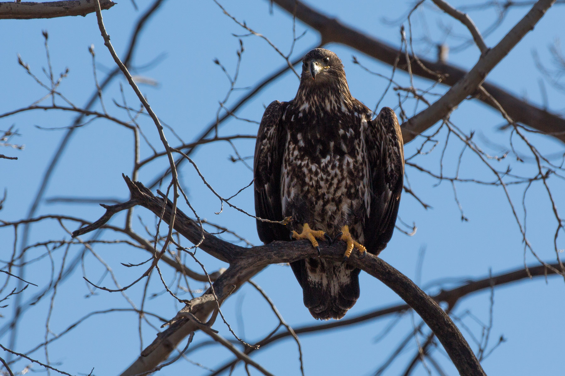 Juvenile bald eagle, Loess Bluffs National Wildlife Refuge, Missouri.  Click for next photo.