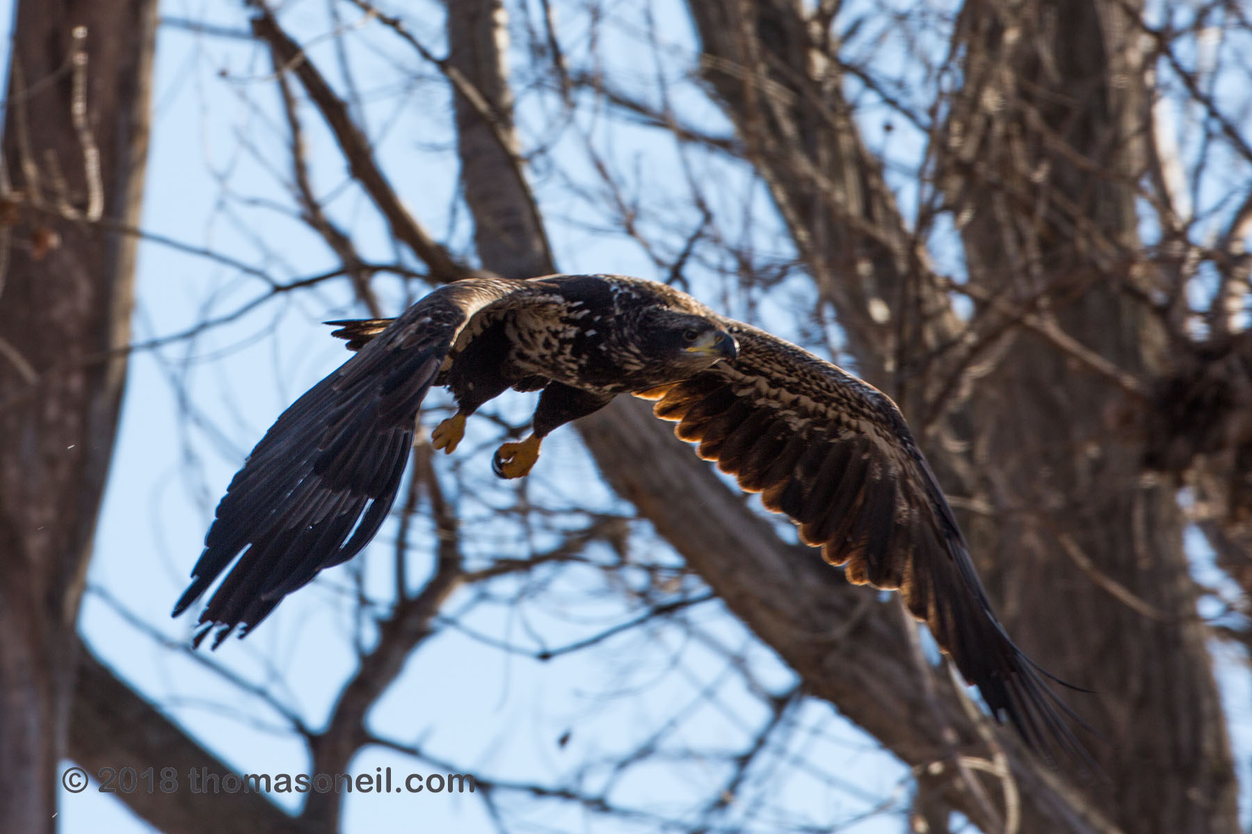 Juvenile bald eagle takes flight, Loess Bluffs National Wildlife Refuge, Missouri.  Click for next photo.