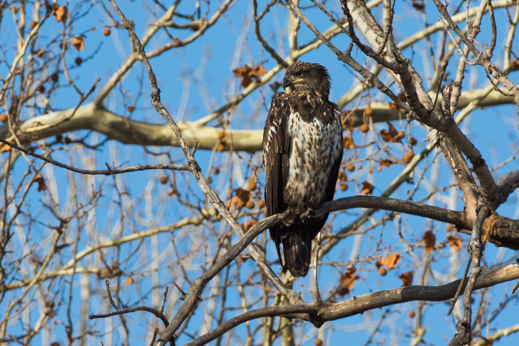 Juvenile bald eagle, Loess Bluffs National Wildlife Refuge, Missouri.  Click for next photo.