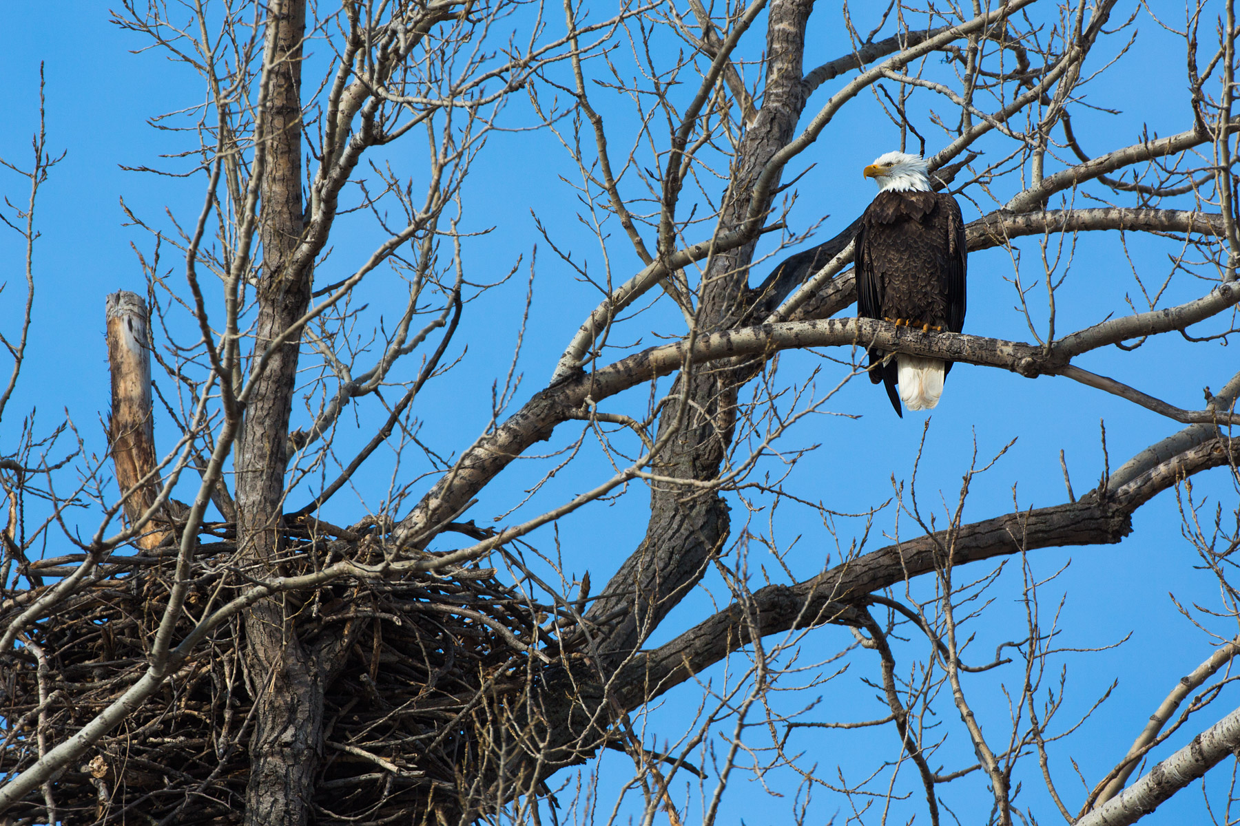 Eagle near nest, west loop of Loess Bluffs National Wildlife Refuge, Missouri.  (This is a different nest than most of the images in this slide show.)  Click for next photo.