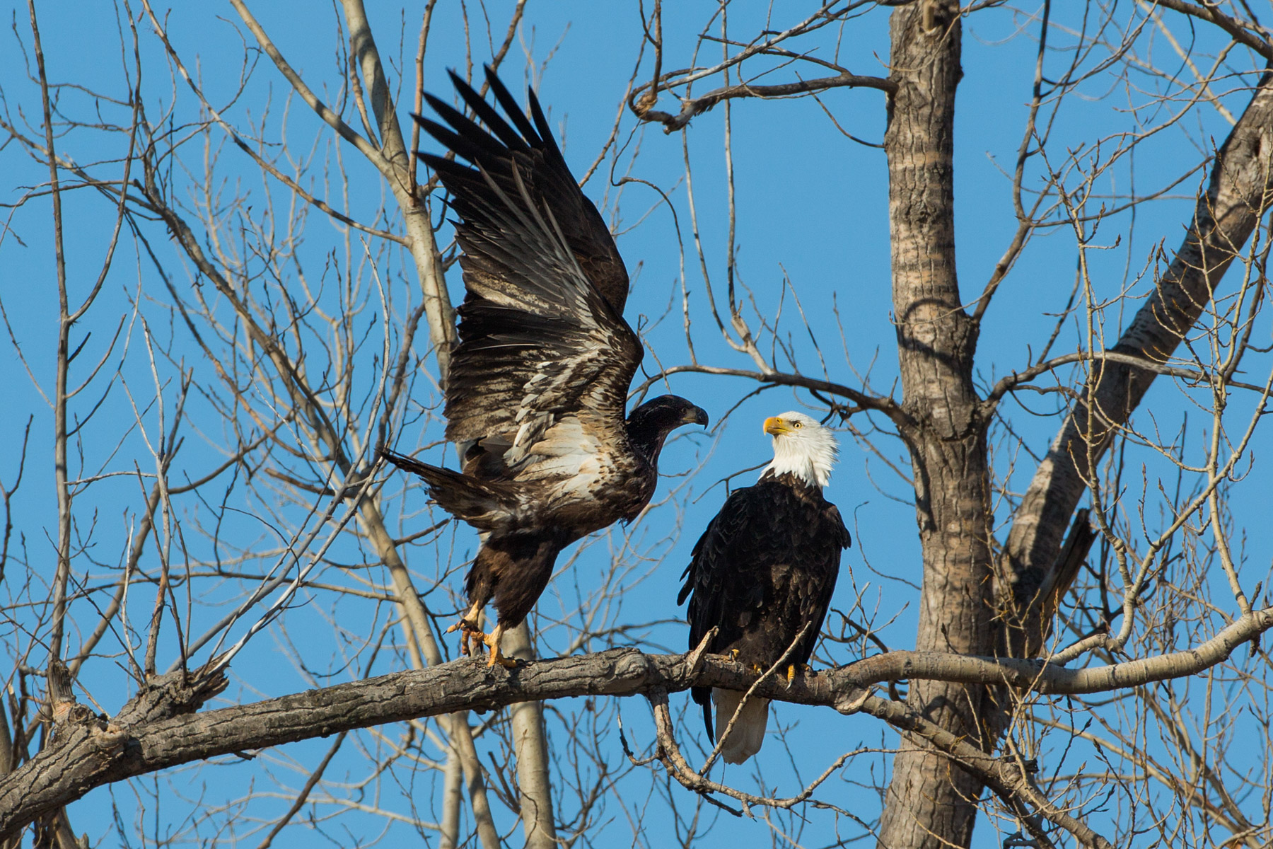 Bald eagles, Loess Bluffs National Wildlife Refuge, Missouri.  Click for next photo.