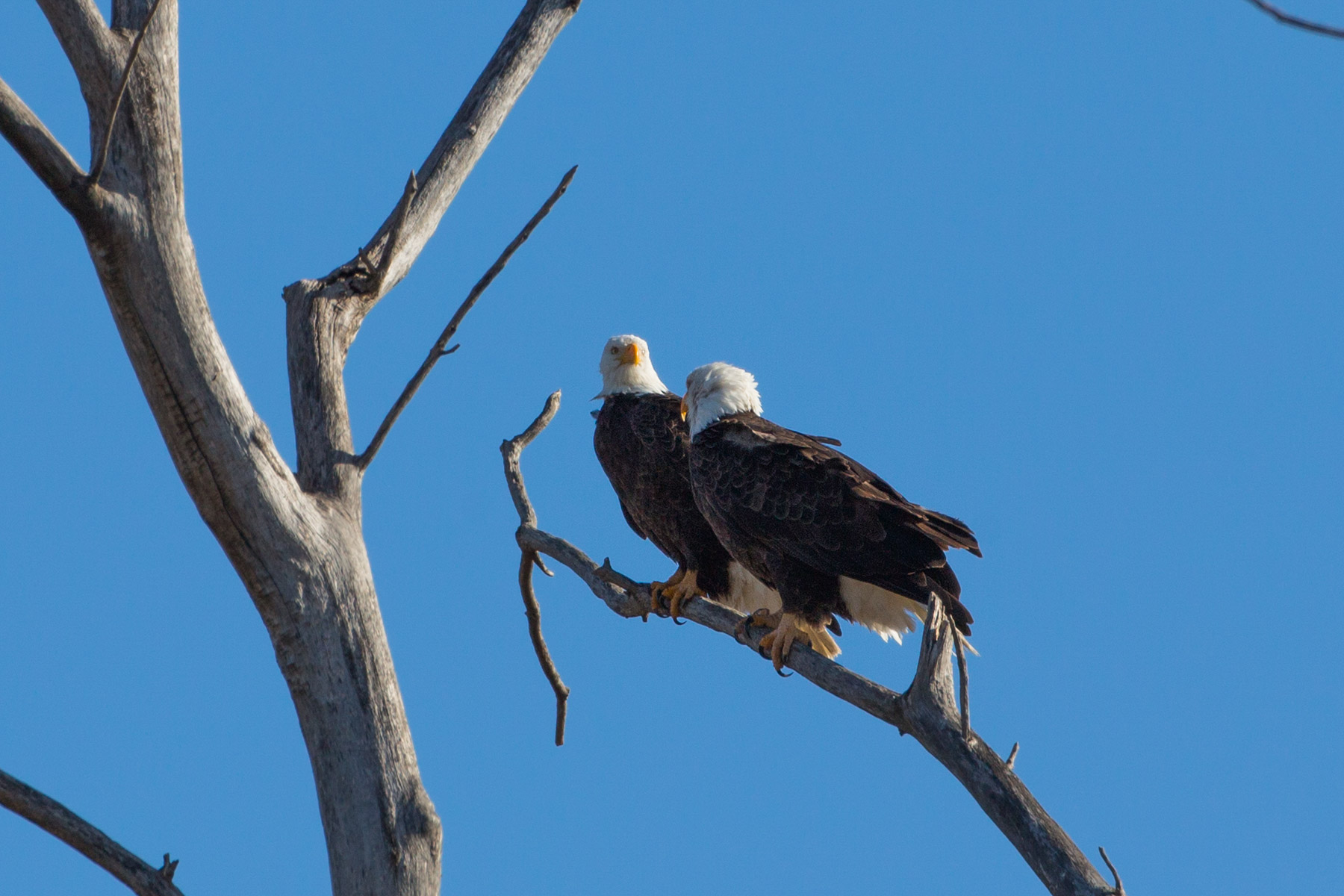 Bald eagles taking a break from nest building, Loess Bluffs National Wildlife Refuge, Missouri.  Click for next photo.