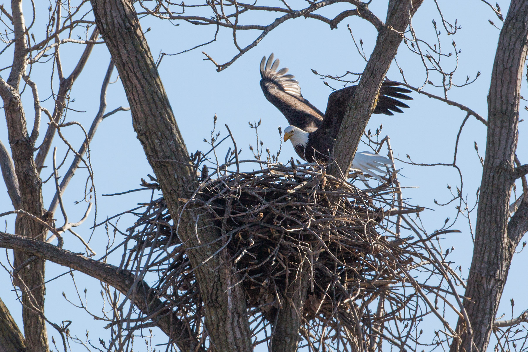 Bald eagle lands in the nest, Loess Bluffs National Wildlife Refuge, Missouri.  Click for next photo.
