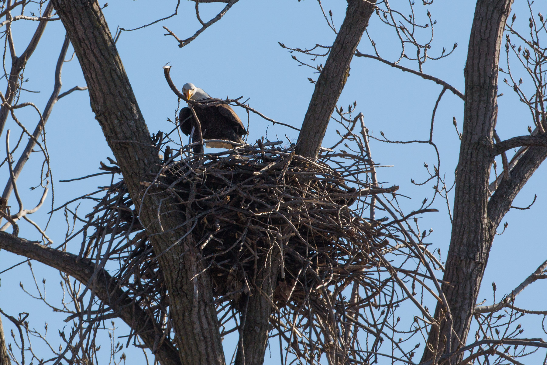Bald eagle placing stick in the nest, Loess Bluffs National Wildlife Refuge, Missouri.  Click for next photo.