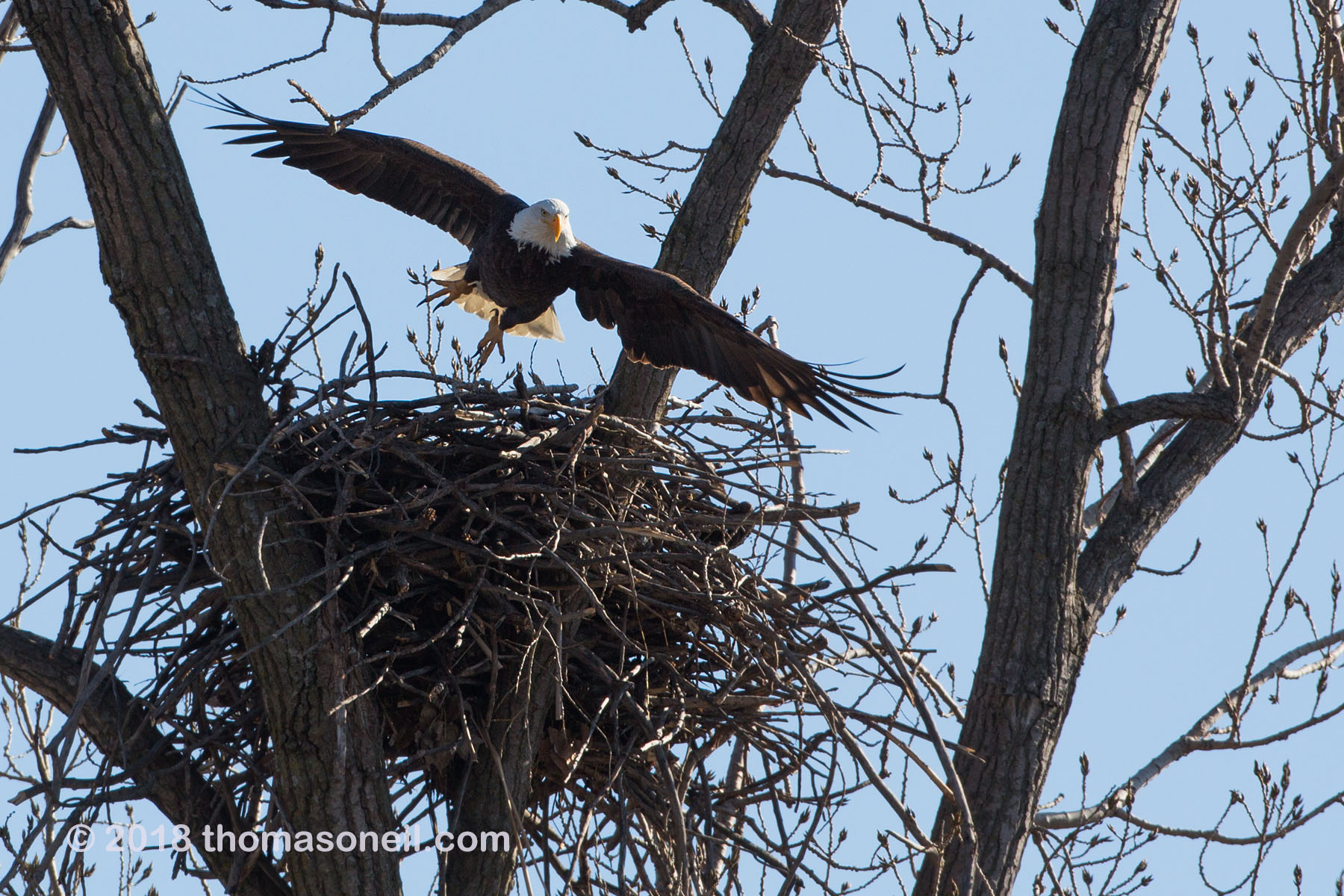 Bald eagle leaves the nest, Loess Bluffs National Wildlife Refuge, Missouri.  Click for next photo.