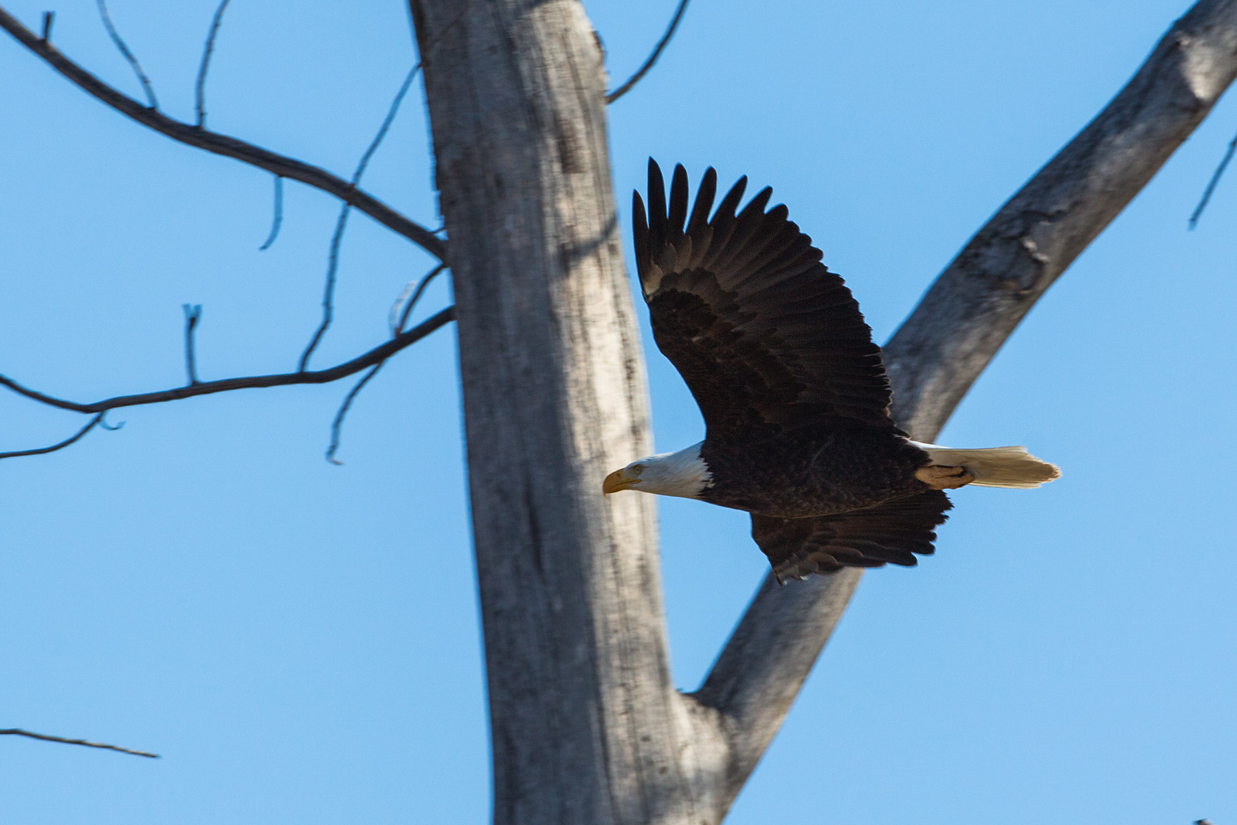 Bald eagle leaves the nest, Loess Bluffs National Wildlife Refuge, Missouri.  Click for next photo.