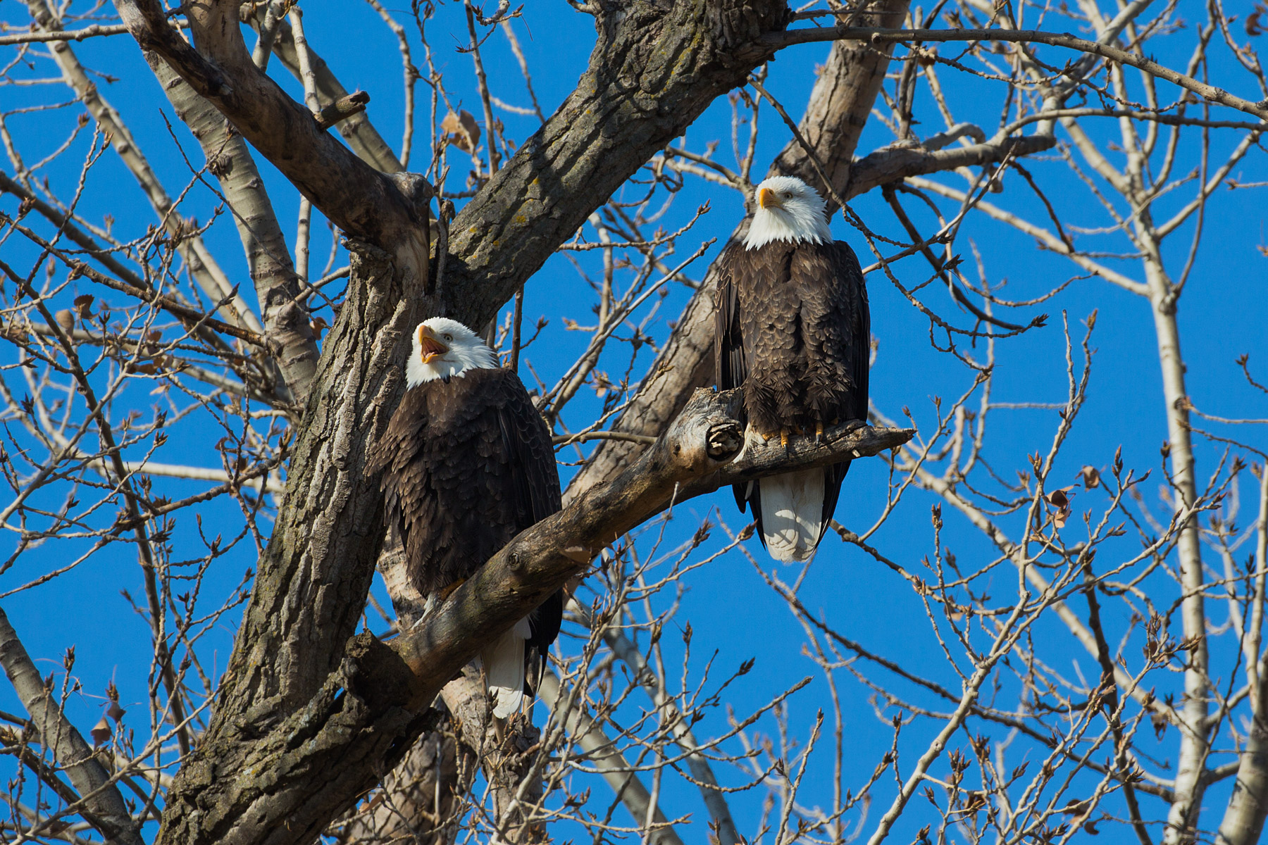 Bald eagles, Loess Bluffs National Wildlife Refuge, Missouri.  Click for next photo.