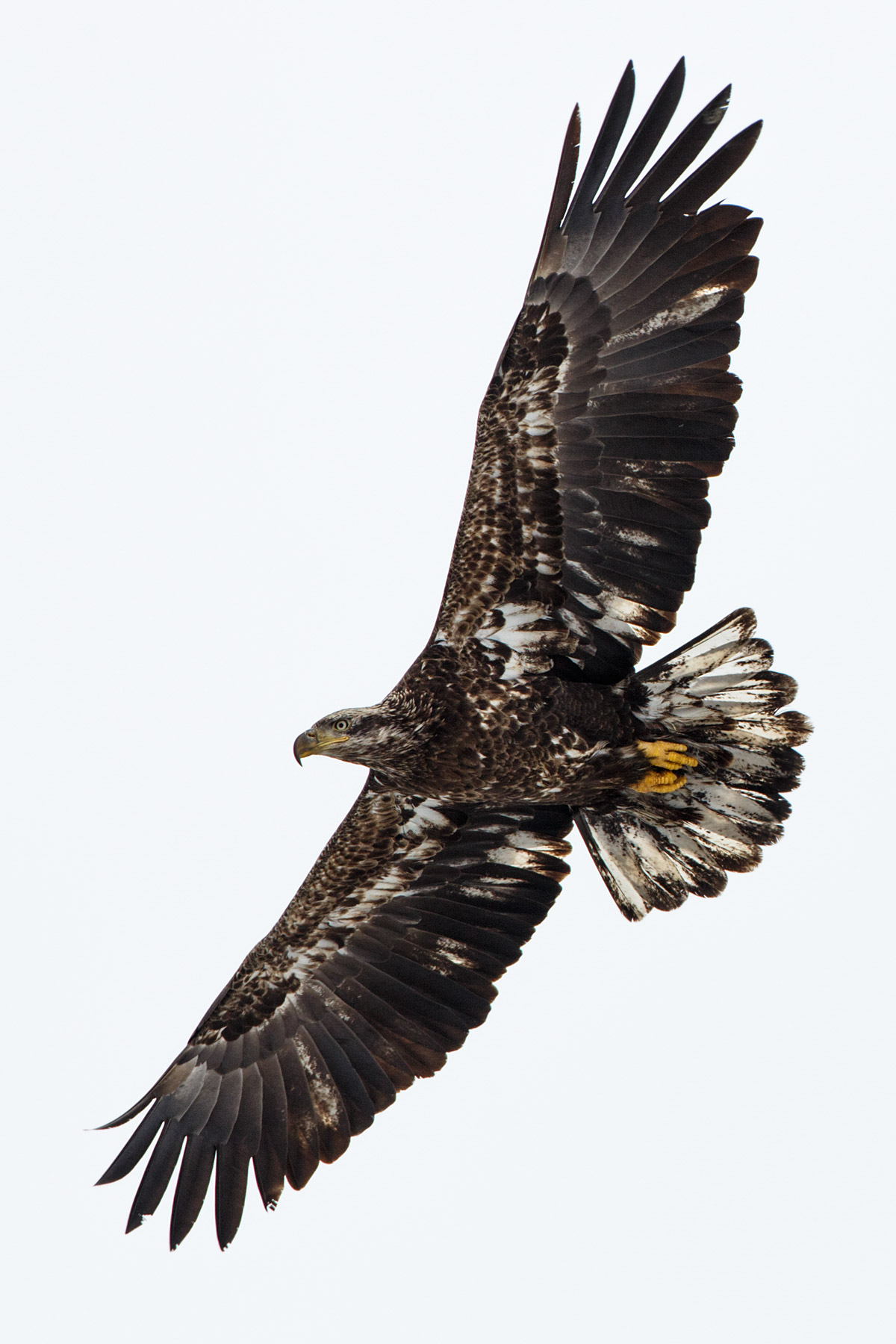 Juvenile bald eagle, Lock and Dam 18, Illinois.  Click for next photo.