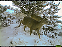 Deer, Luther, MT.