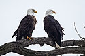 Bald eagles, Keokuk, Iowa.  This image was taken with Canon M100 on 500mm lens.  The following image was taken with Canon 5D Mark III on same 500mm lens.