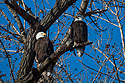 Bald eagles, Loess Bluffs National Wildlife Refuge, Missouri.