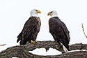 Bald eagles, Keokuk, Iowa.