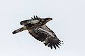 Juvenile bald eagle, Lock and Dam 18, Illinois.